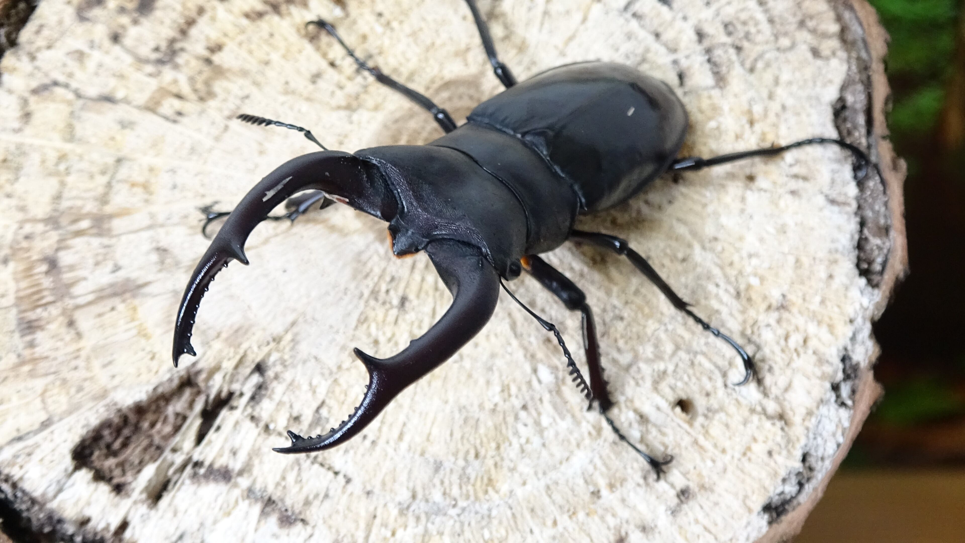 外国産クワガタ ペア 福袋 1点限り