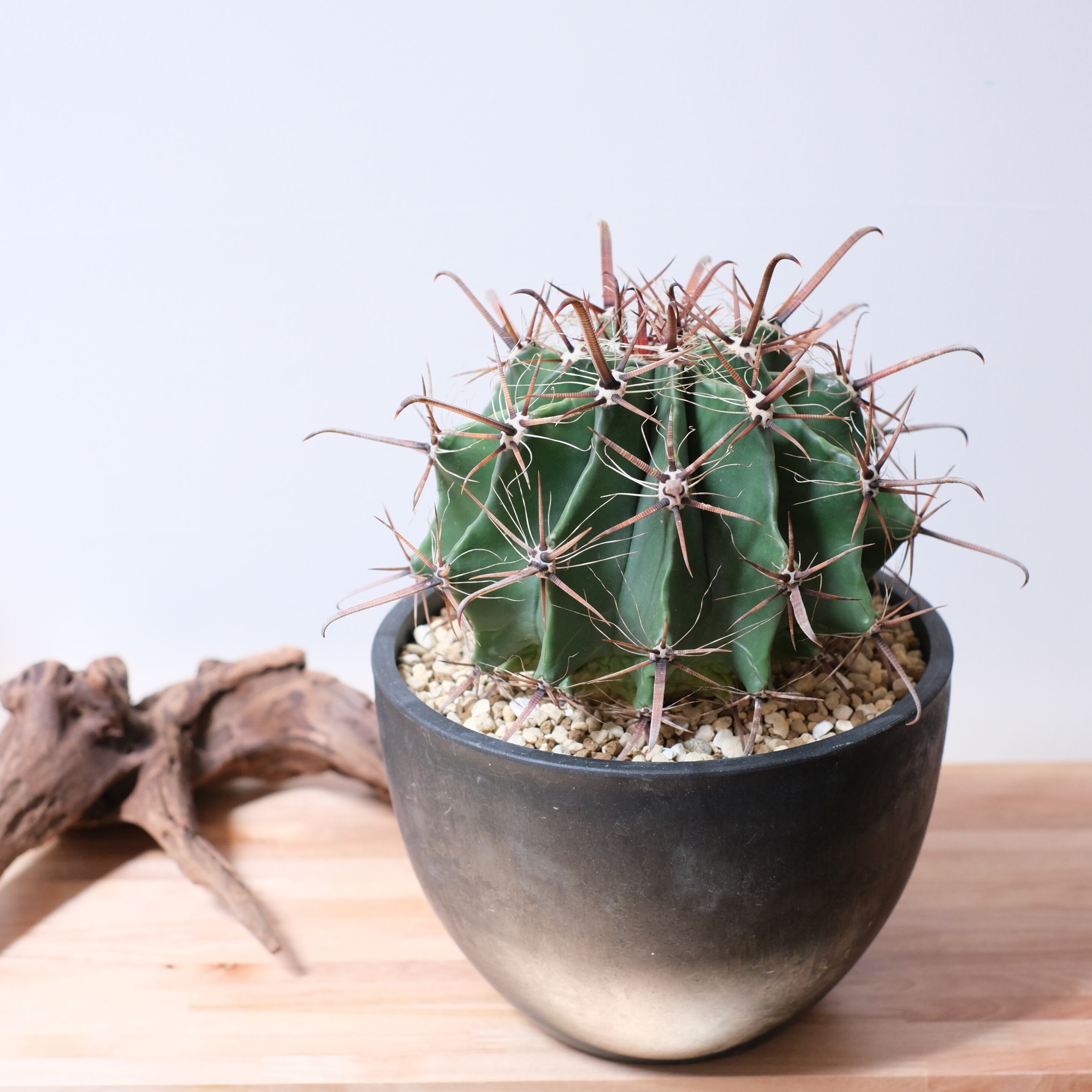 現品】サボテン：フェロカクタス 金冠竜 （キンカンリュウ）5号 ア5