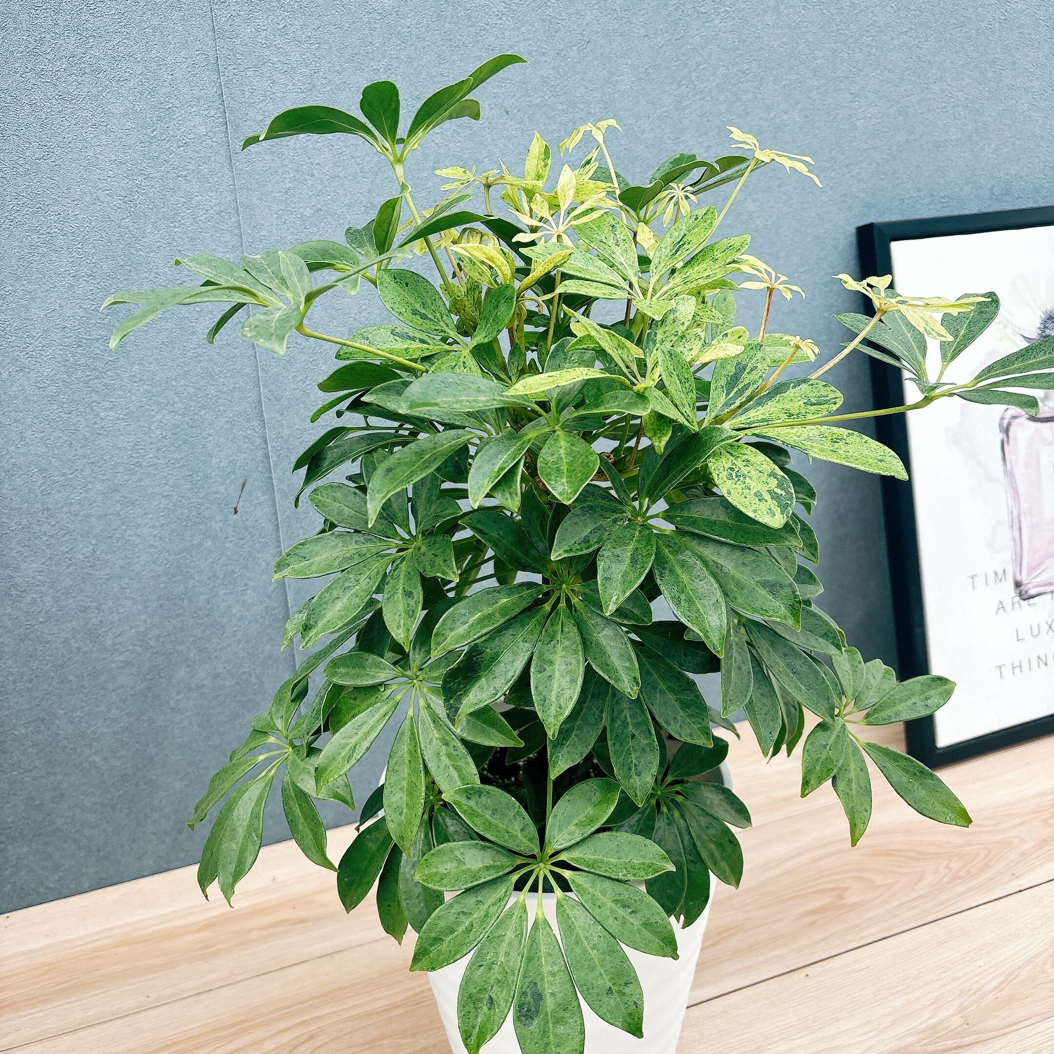 現品］【希少】☆初出品☆ 92番 シェフレラ アナ 7号 観葉植物 室内