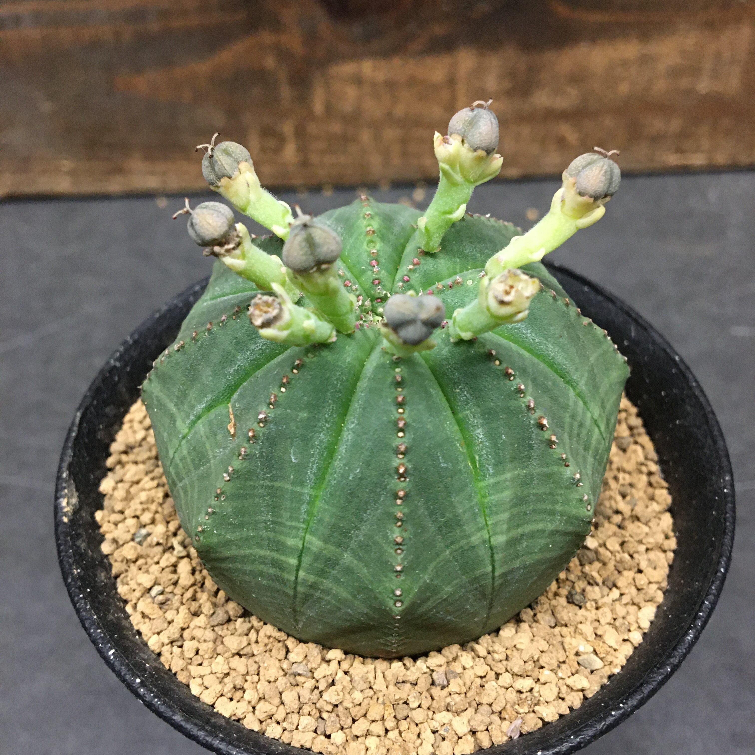 ユーフォルビア オベサ 株 Protoleaf プロトリーフ