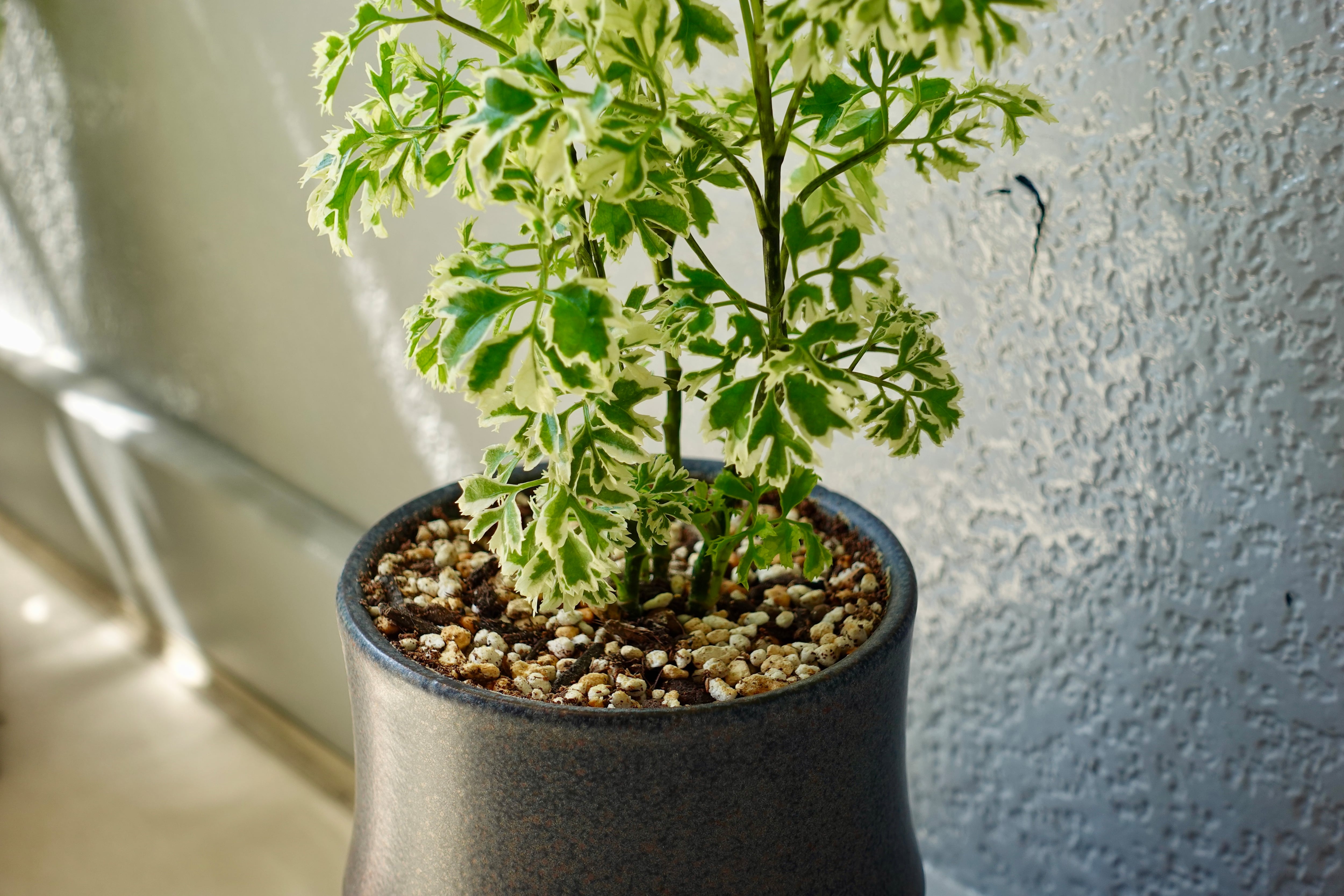 ポリシャス・シュガーベビー/陶器鉢・ダークグレー | NATUR