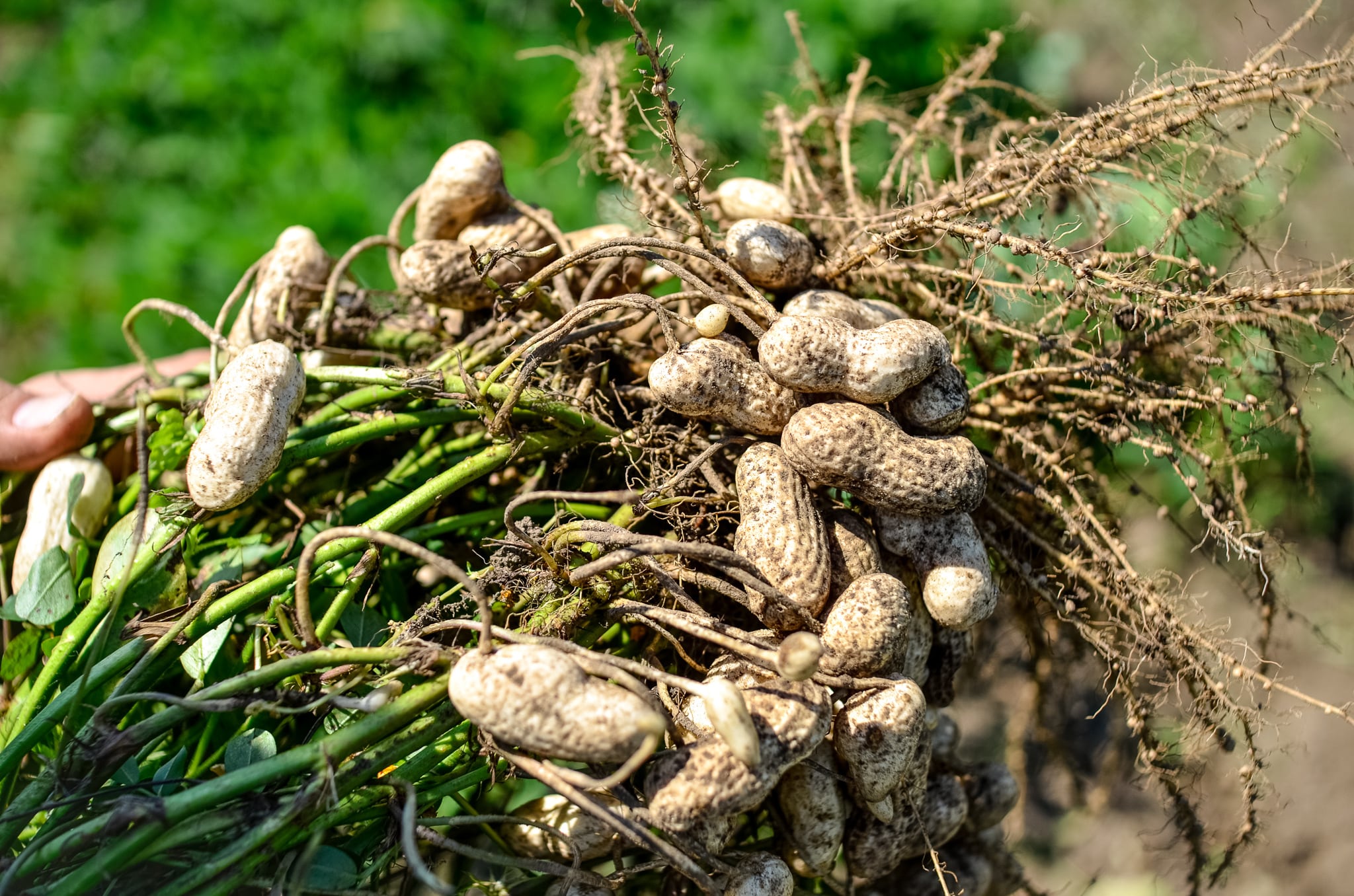 ふじさんジャンボ落花生「20kg」業務用L | 無農薬有機栽培 やさし菜