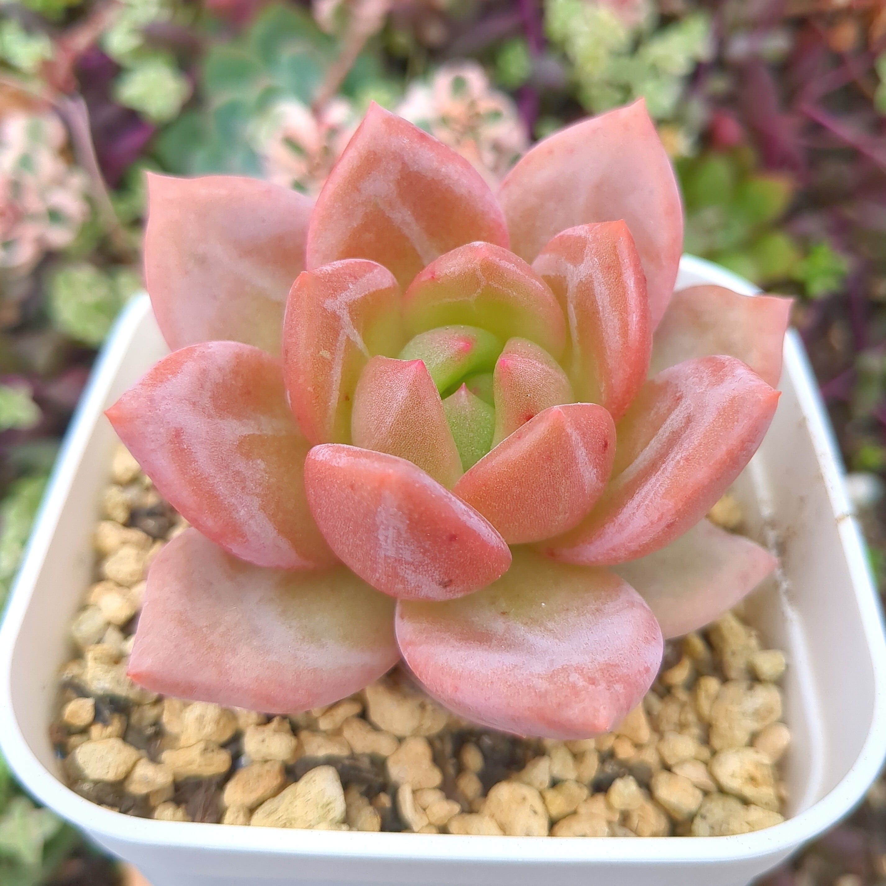 エケベリア シャーロット （抜き苗） | 多肉植物のネットショップ ST Farm