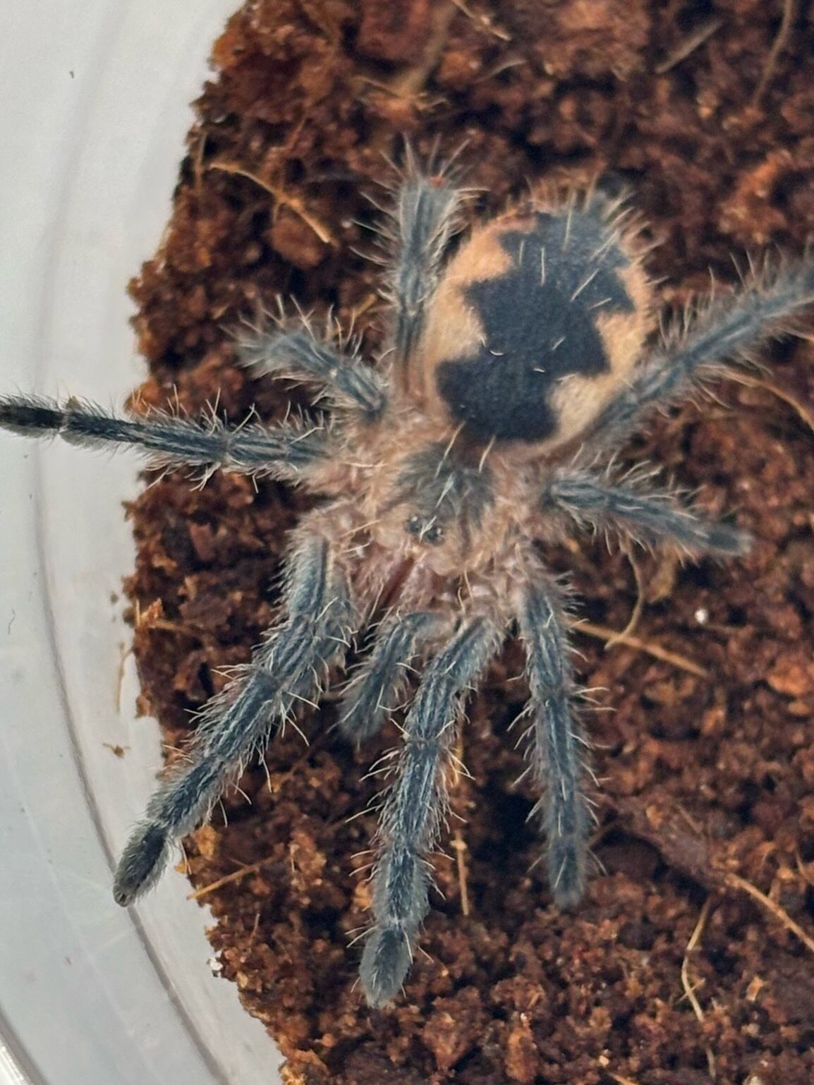 ペルビアンジャイアントセンチピード 1匹 | まるころ商店〜まるくて