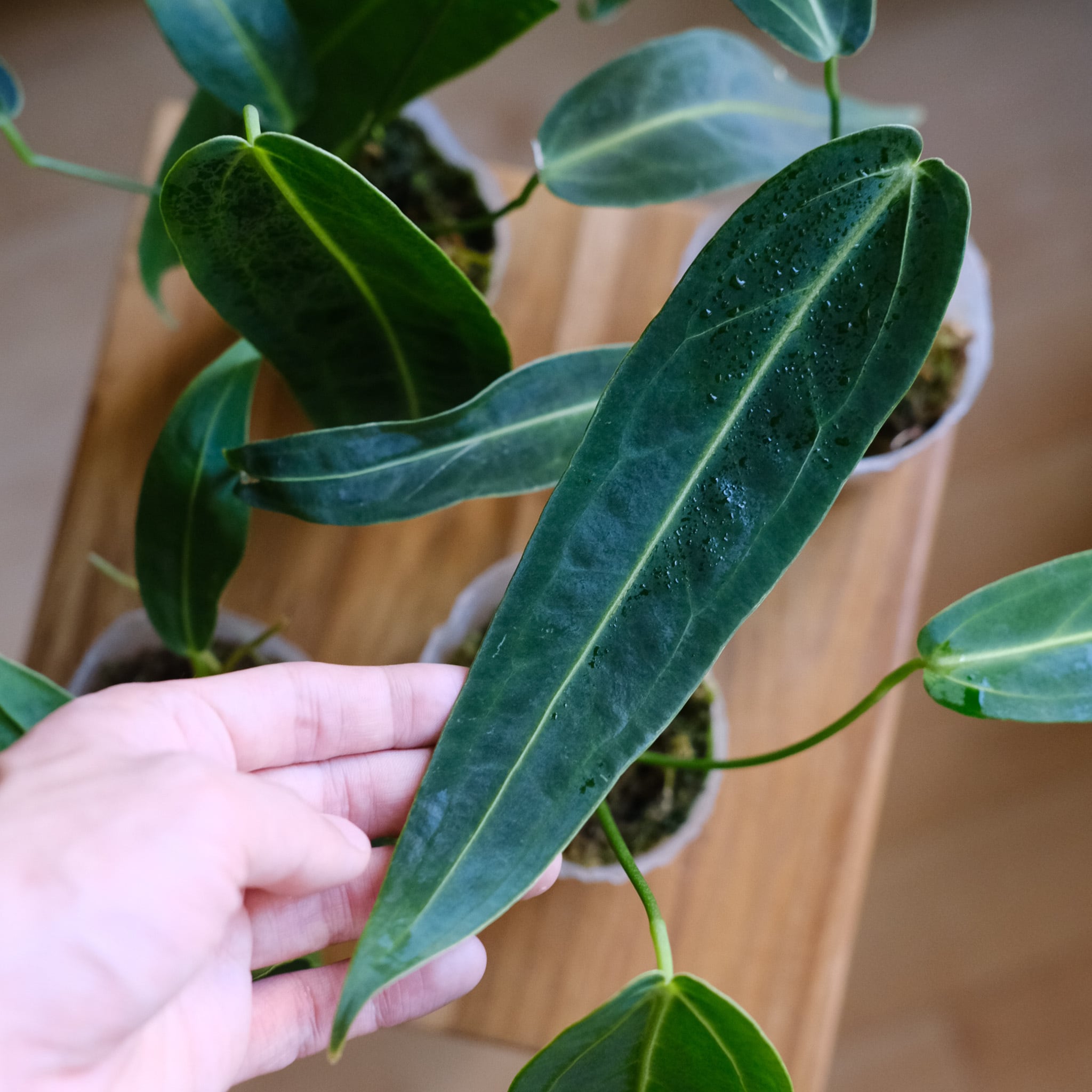 熱帯植物　‼️無地‼️　アンスリウム　ワロクアーナム\"エスメラルダ\" 熱帯植物 ‼️無地‼️ アンスリウム ワロクアーナム エスメラルダ
