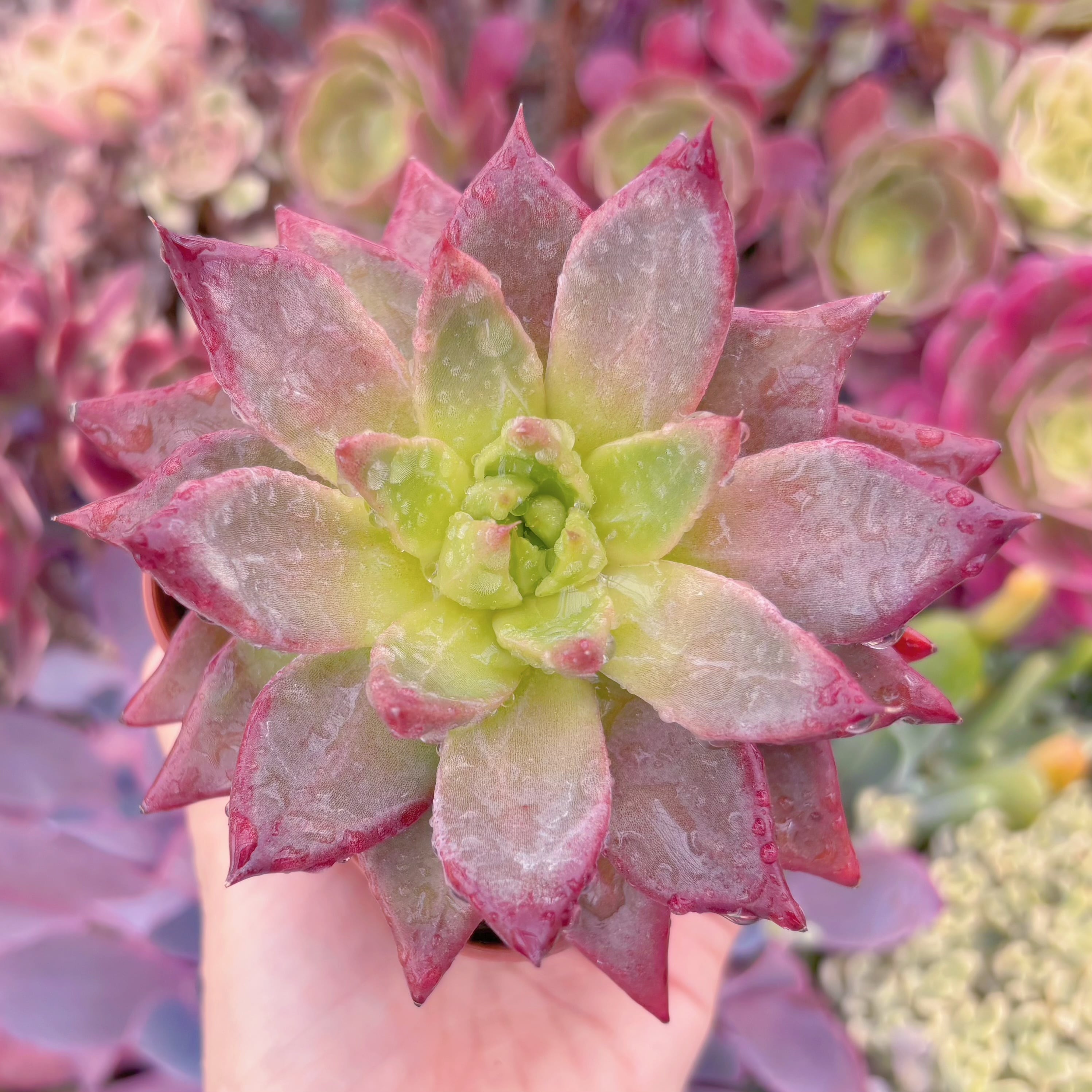 現品　プシュケ#904　大苗　るる農園