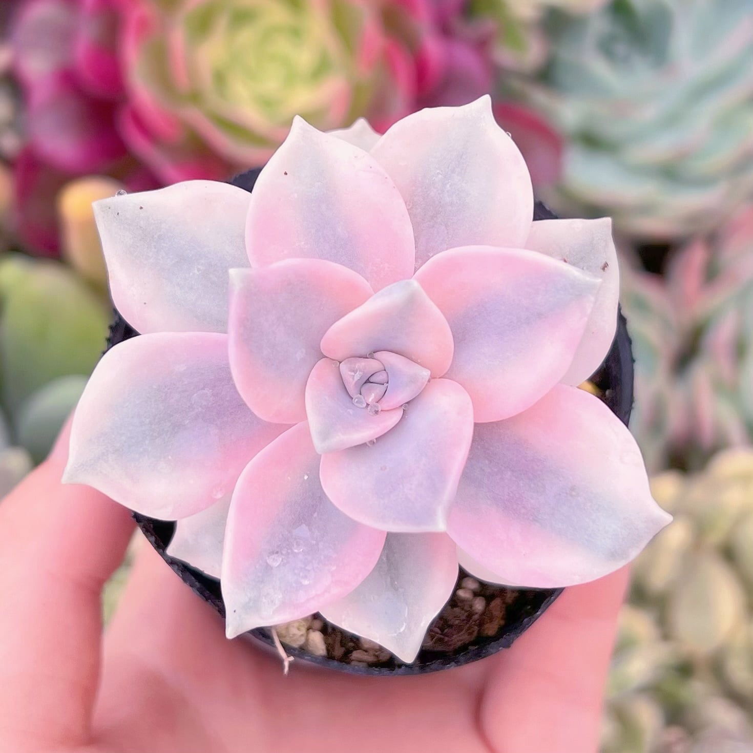 現物　パープルディライト錦#825　るる農園