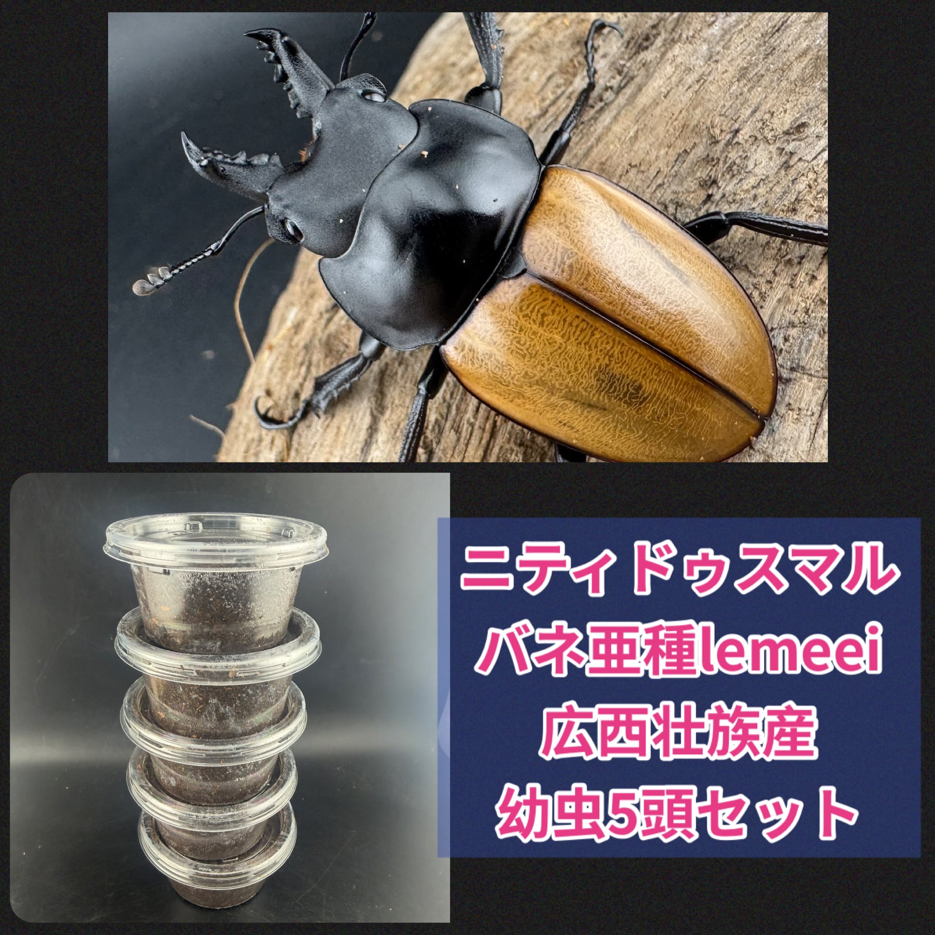 WF2 ラティコリスマルバネクワガタ　幼虫10頭 Yahoo!オークション - WF2 【 チャイロマルバネ 幼虫5頭+死着保証2頭