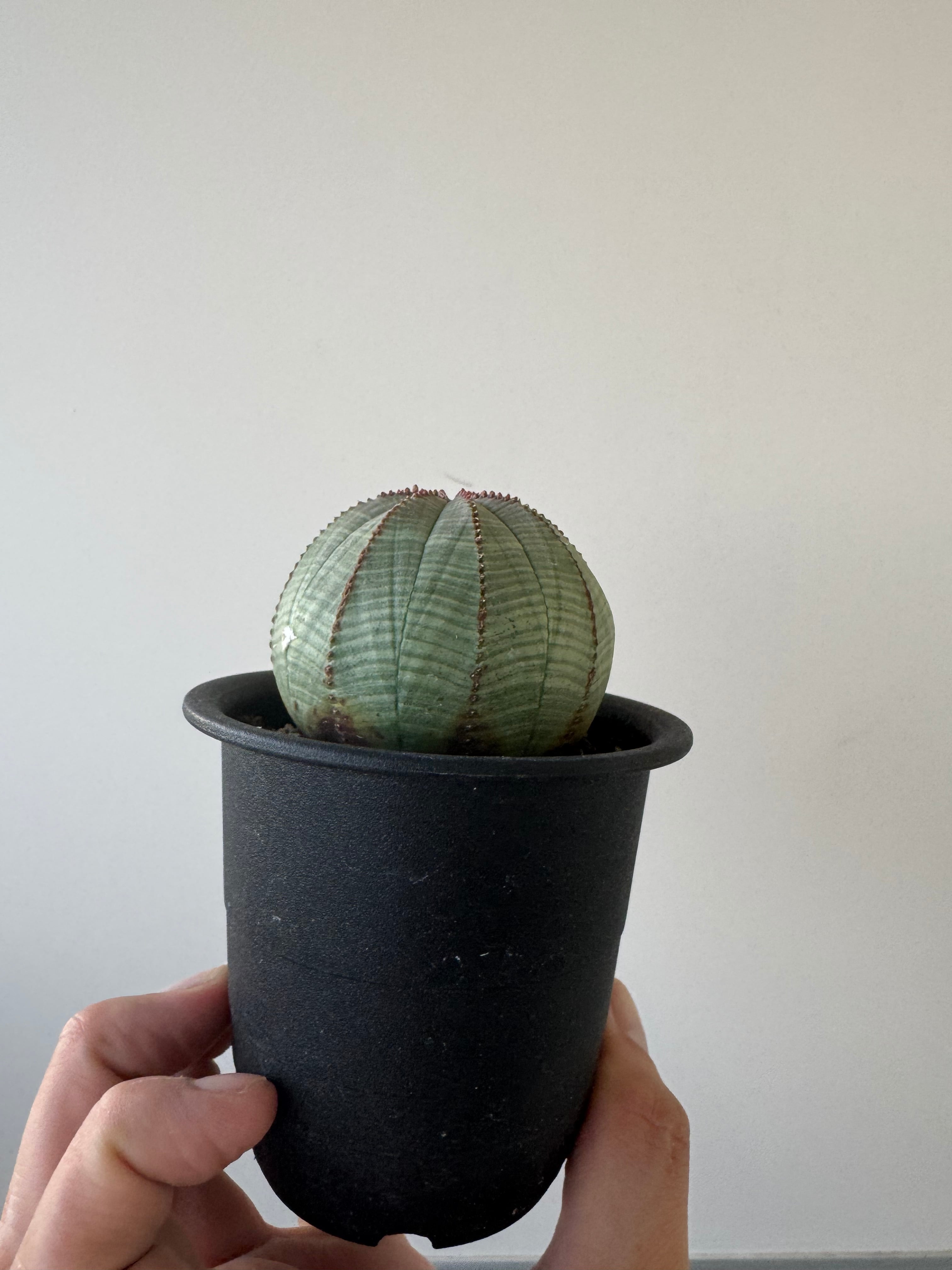 【新着】Euphorbia Obesa 【ユーフォルビア オベサ】まん丸可愛い株