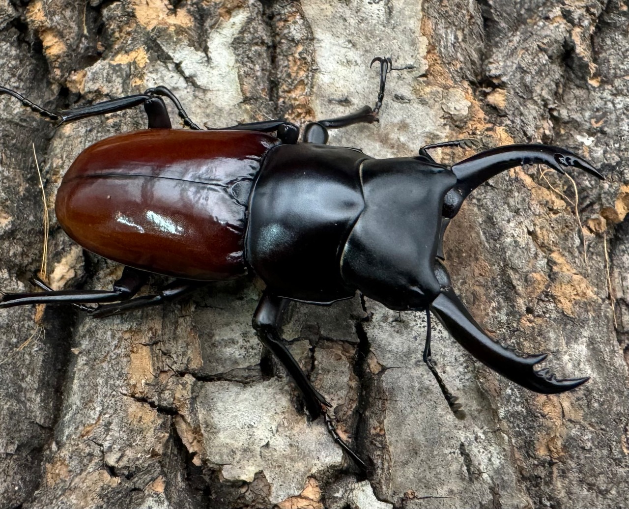 《アローコクワ亜種ノブヒロイ 54mm ペア》