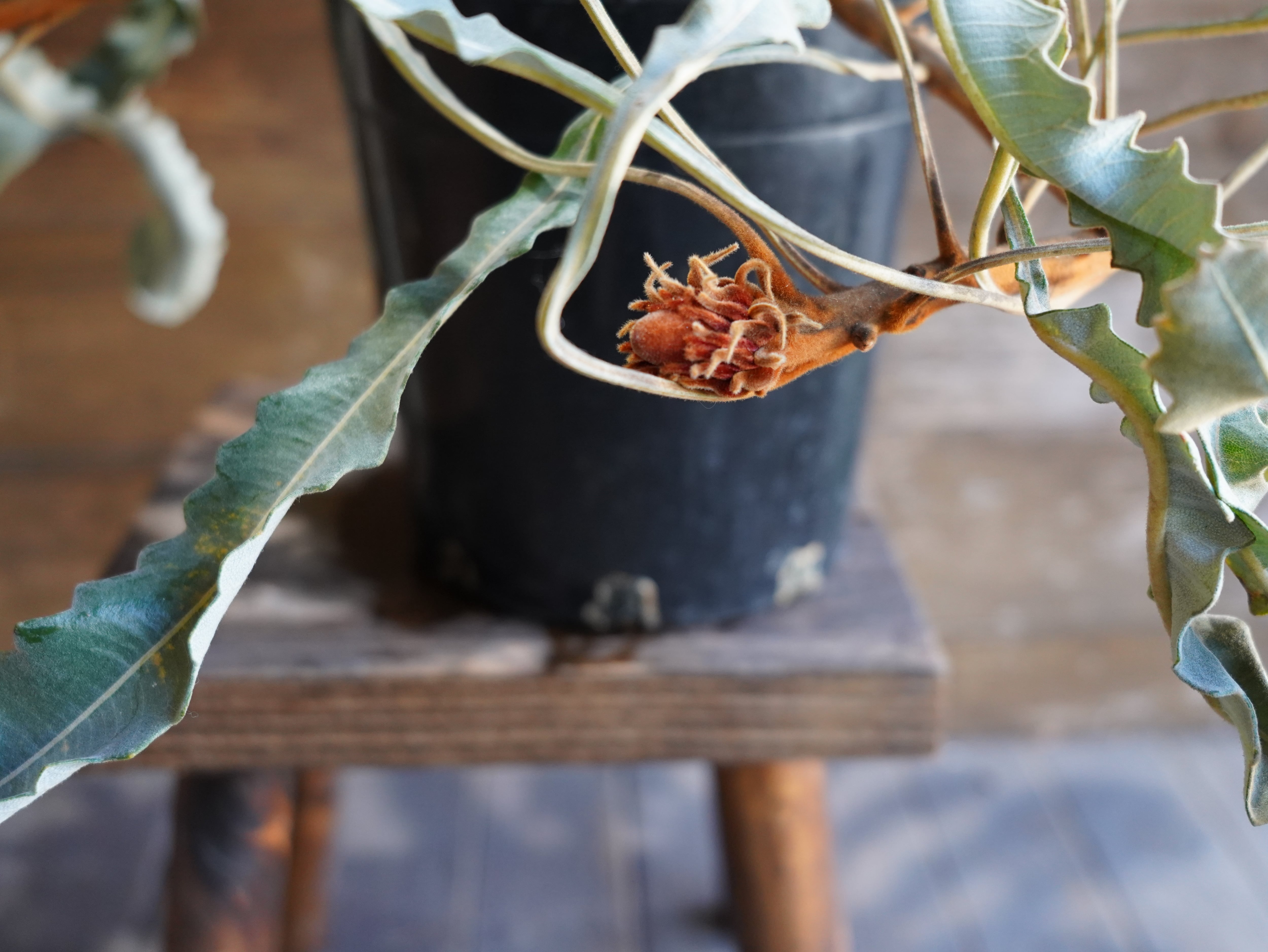 【現物】バンクシア "ペティオラリス"