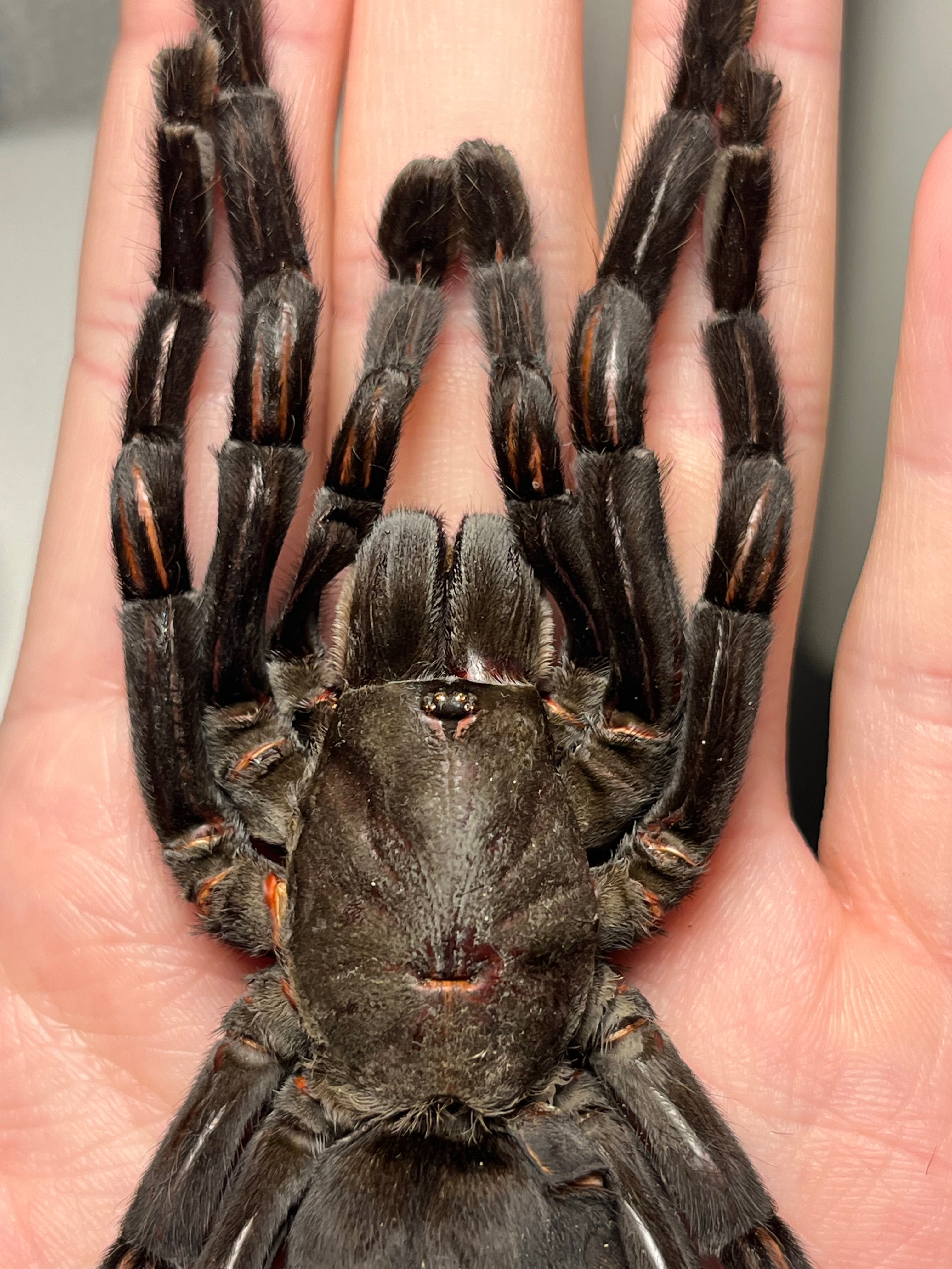 大土蜘蛛 | オモニキチュウ