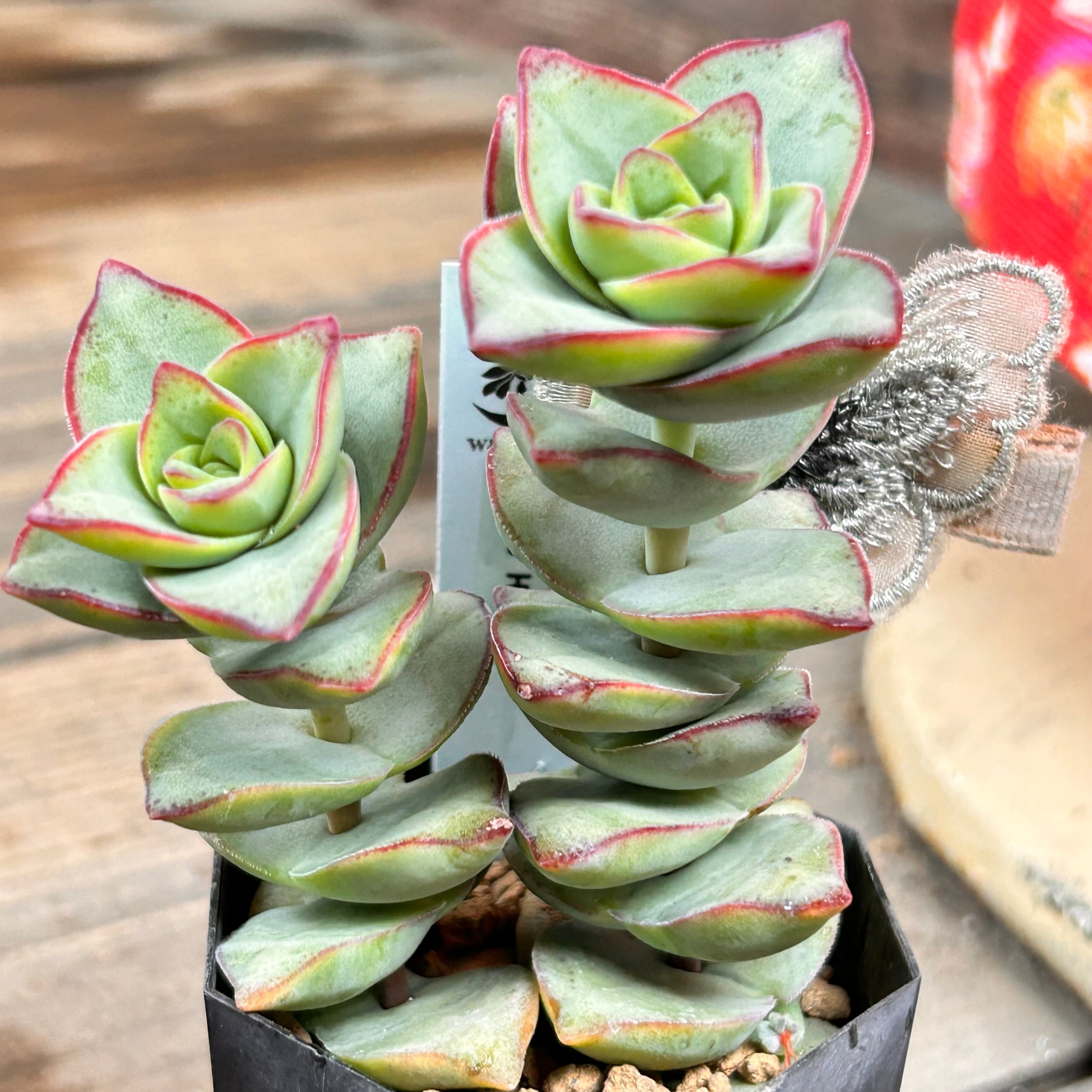 星の王子 | RuPo 多肉植物専門店
