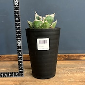 アガベ チタノタ 南アフリカダイヤモンド(SAD)【1093】