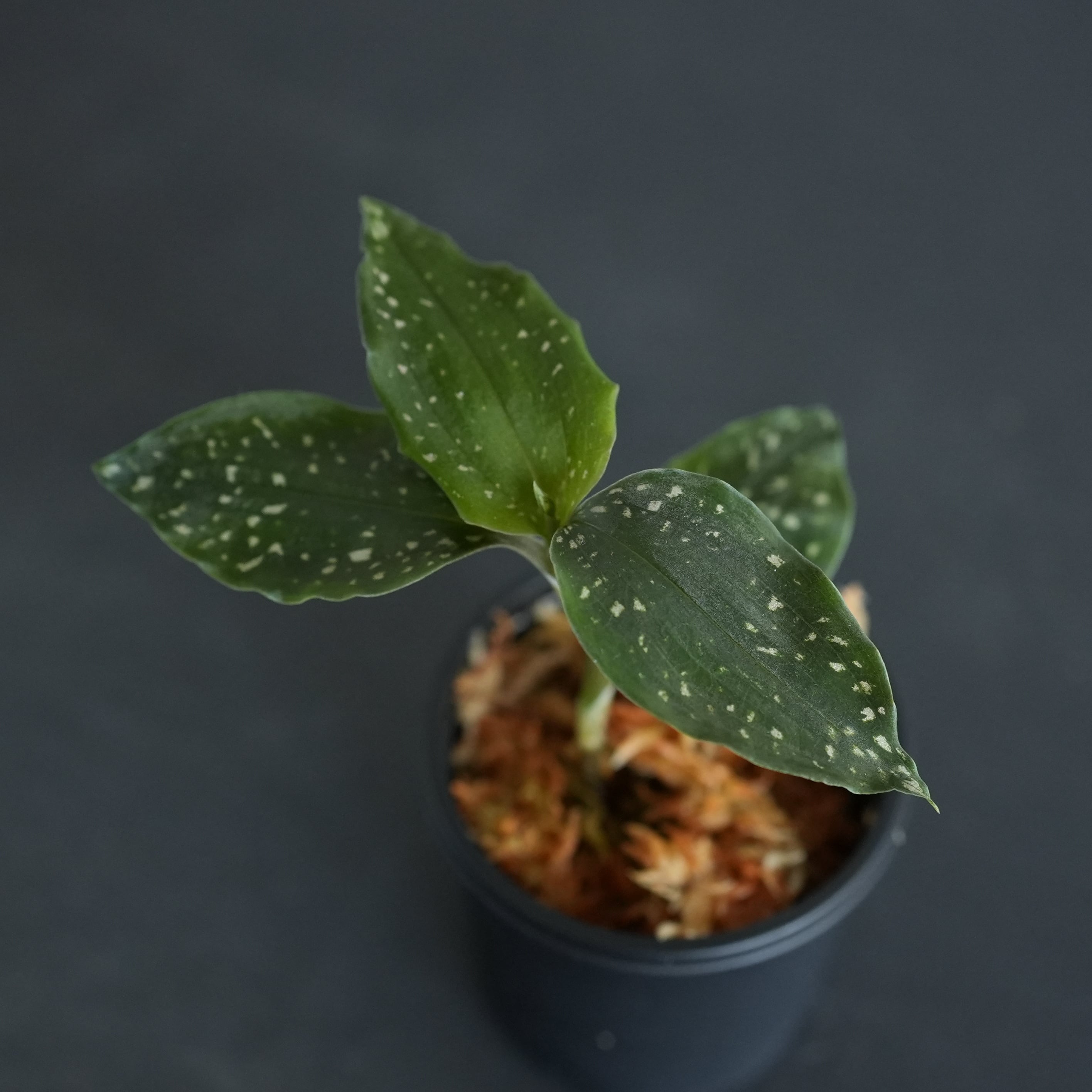 ◆現品◆ミクロキルス トリダックス(緑)【ジュエルオーキッド宝石蘭/石崎バイオ】#912
