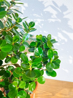 パンダガジュマル 唯一無二の曲線美