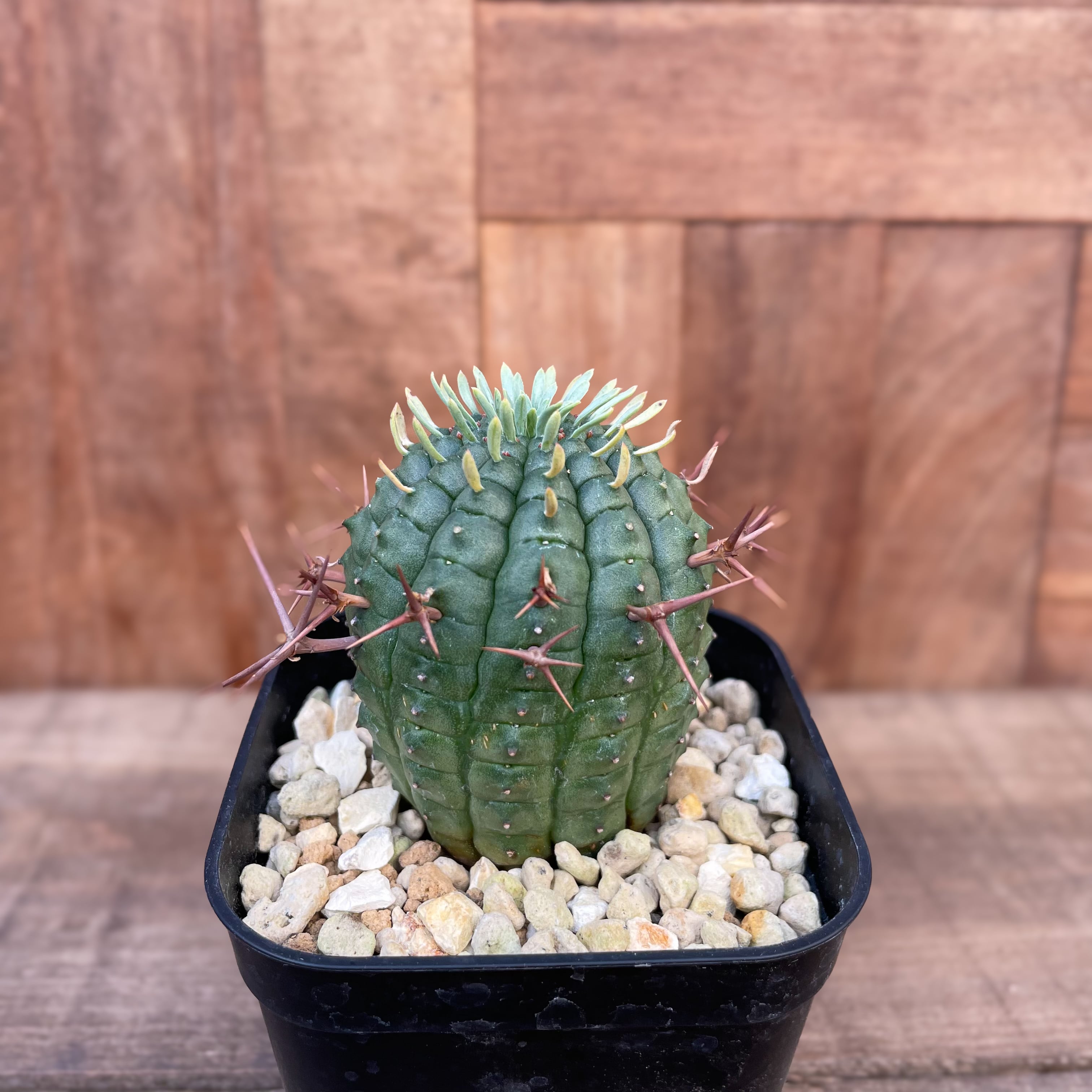 Euphorbia stellispina 【ユーフォルビア・群星冠】 | RIMO 
