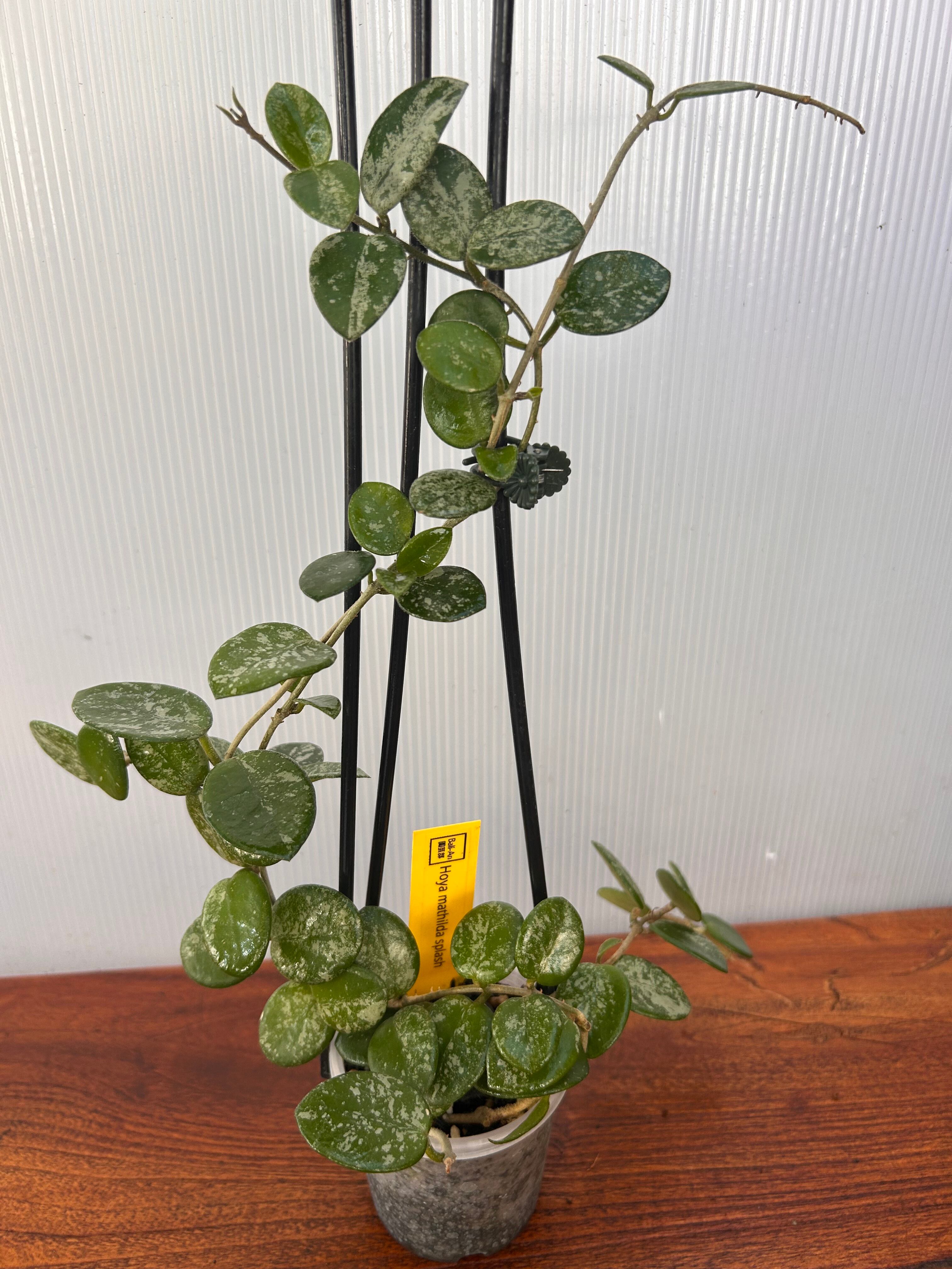 BA PLants