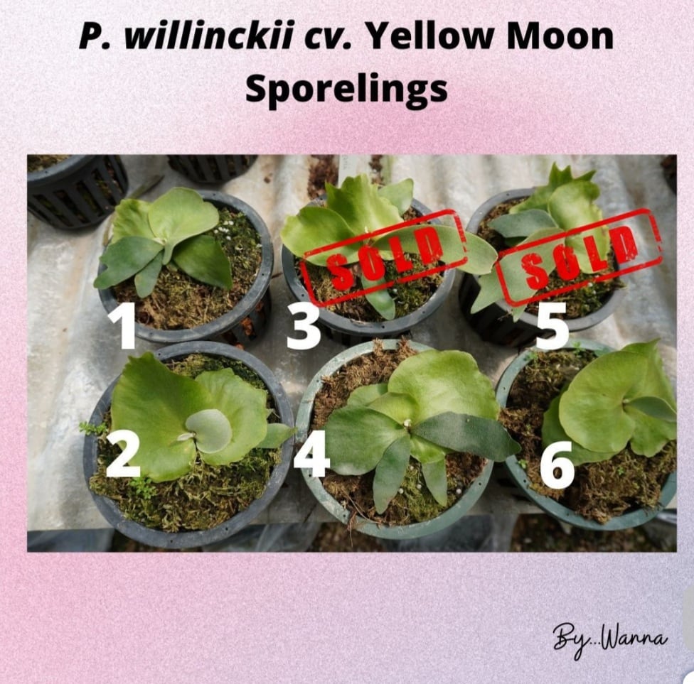 P.Willinckii cv. Yellow Moon Sporelings 【artPLANTs】ビカクシダ/Platycerium |  artPLANTs2020　（アートプランツ） powered by BASE