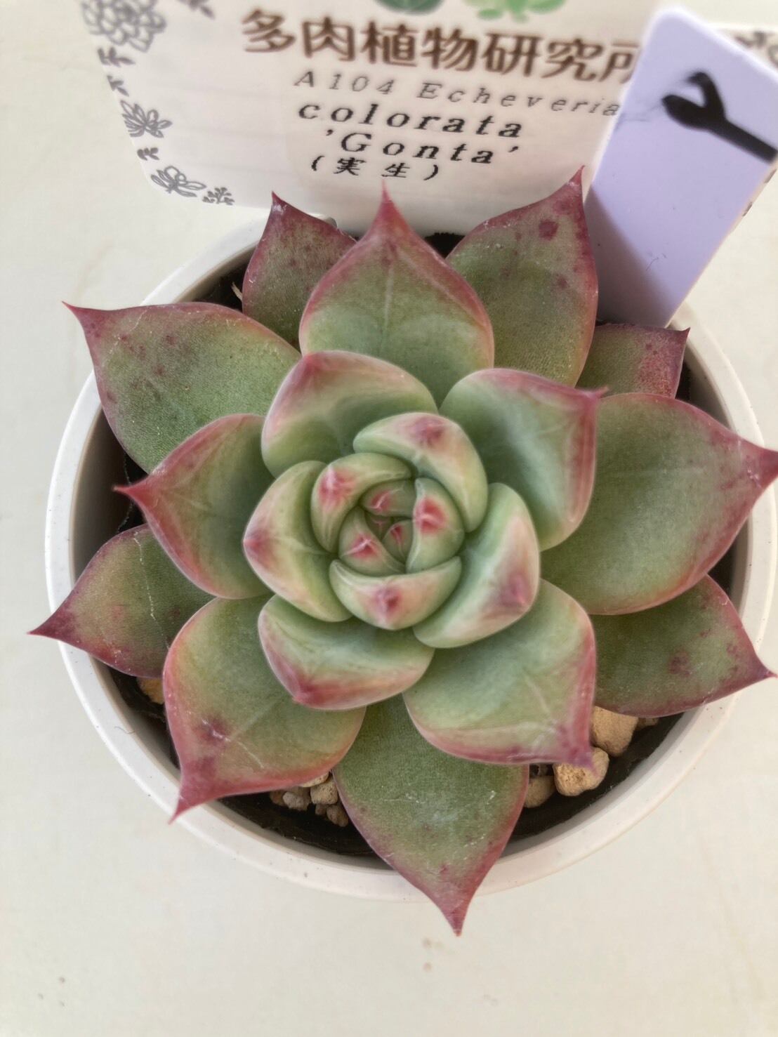現物商品】コロラータ ゴンタ ② | 多肉植物研究所