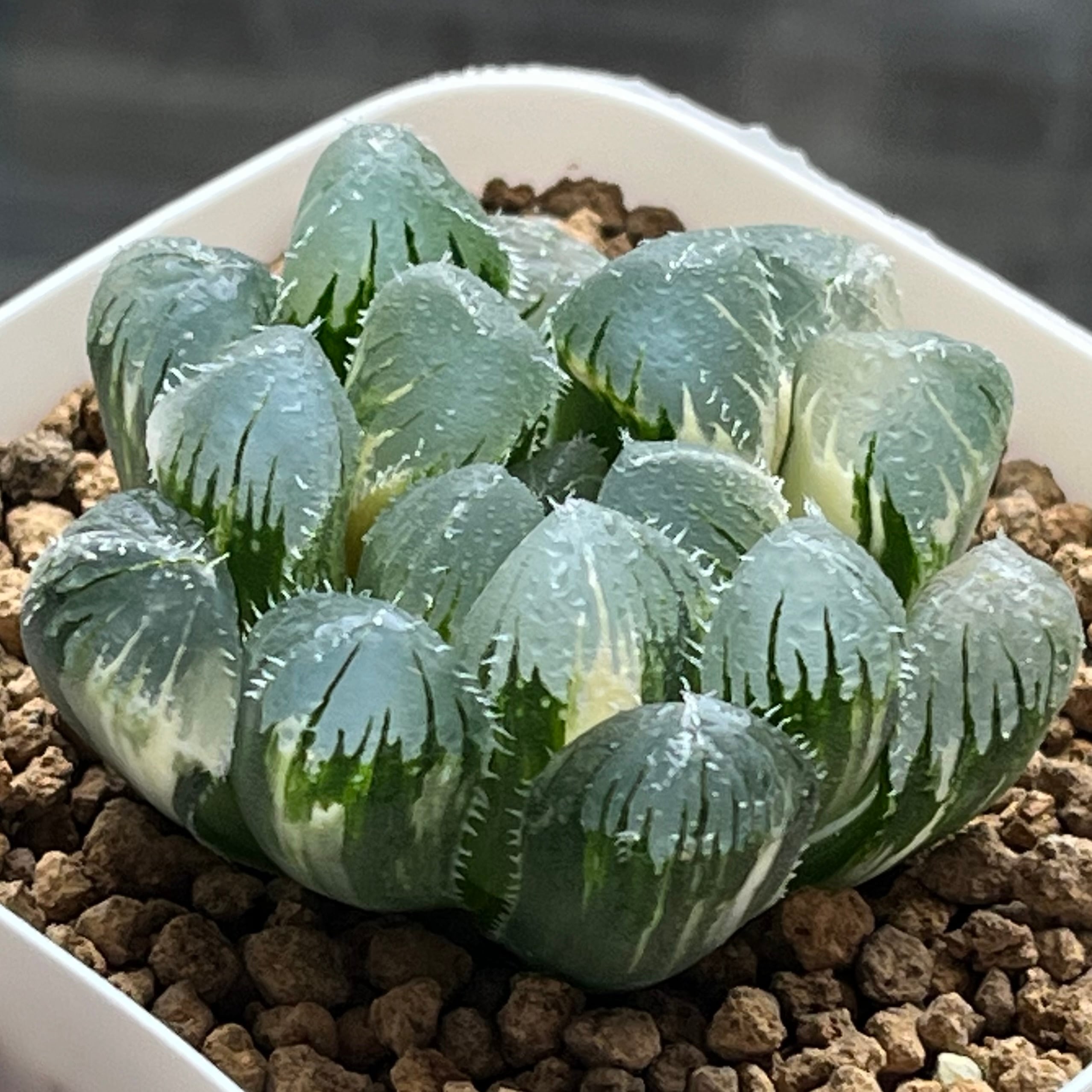 ハオルチア アトロフスカミュータント錦 | mocono_plants