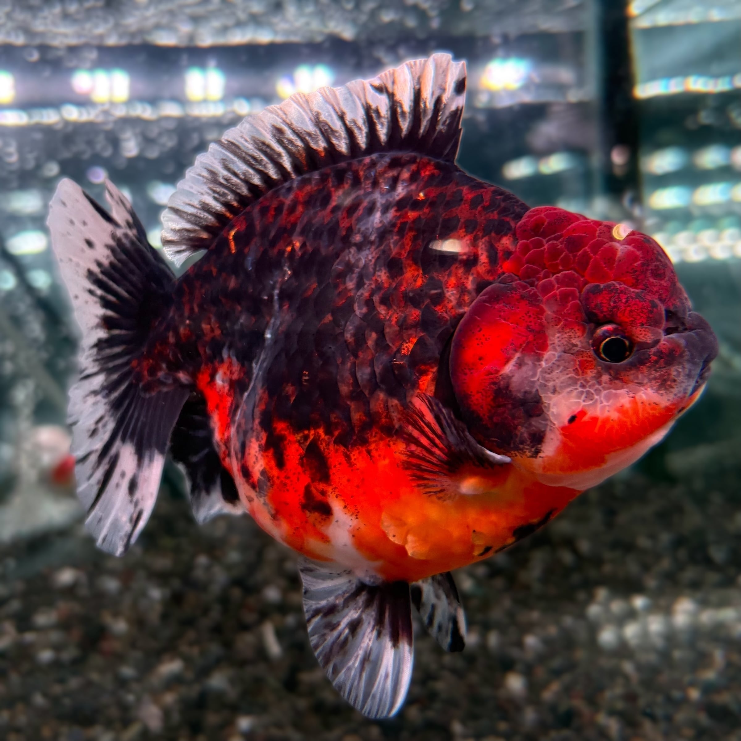 オランダ獅子頭 | 金魚専門店 AQUASHOP 悟空