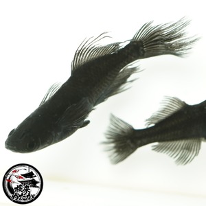 〖1ペア〗吽形メダカ 成魚 2.5～3cm｜改良メダカ・めだか販売・通販
