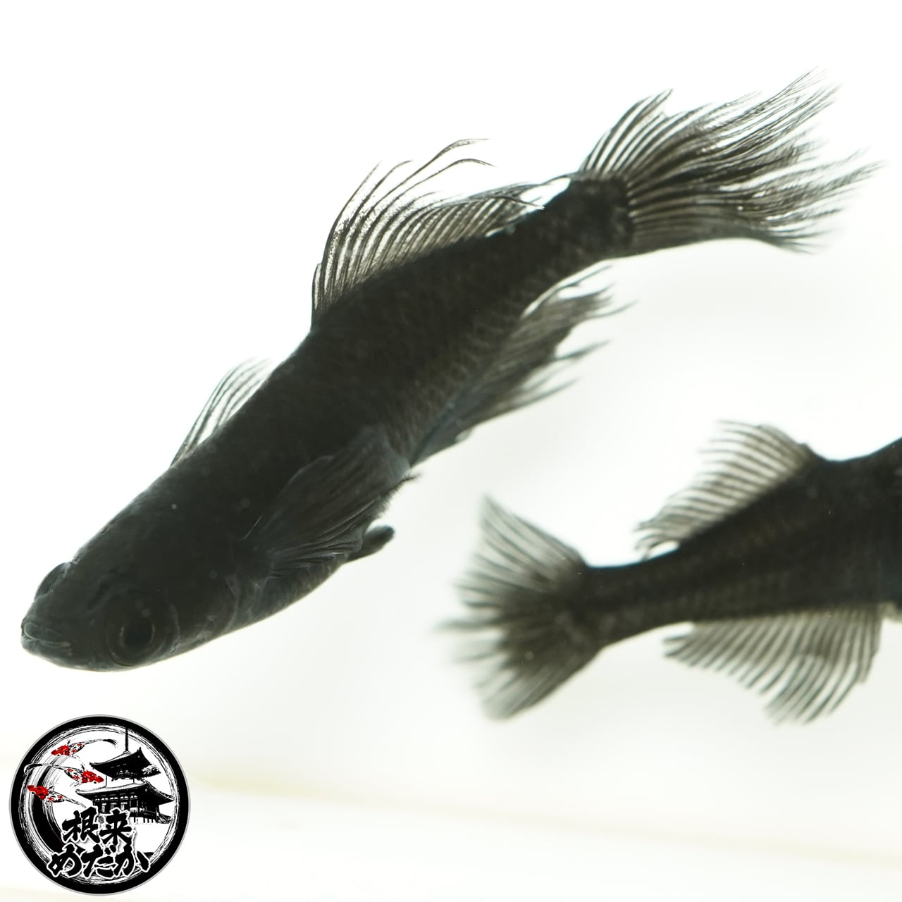 〖1ペア〗吽形メダカ 成魚 2.5～3cm｜改良メダカ・めだか販売・通販