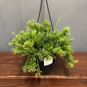 【新着3日限定10%OFF】リプサリス メセンブリアンテモイデス【1021】
