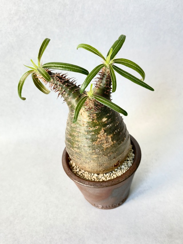 パキポディウム・グラキリス