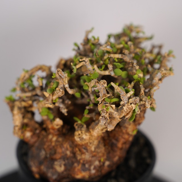 F9 ケラリア ピグマエア  発根済み 現地球