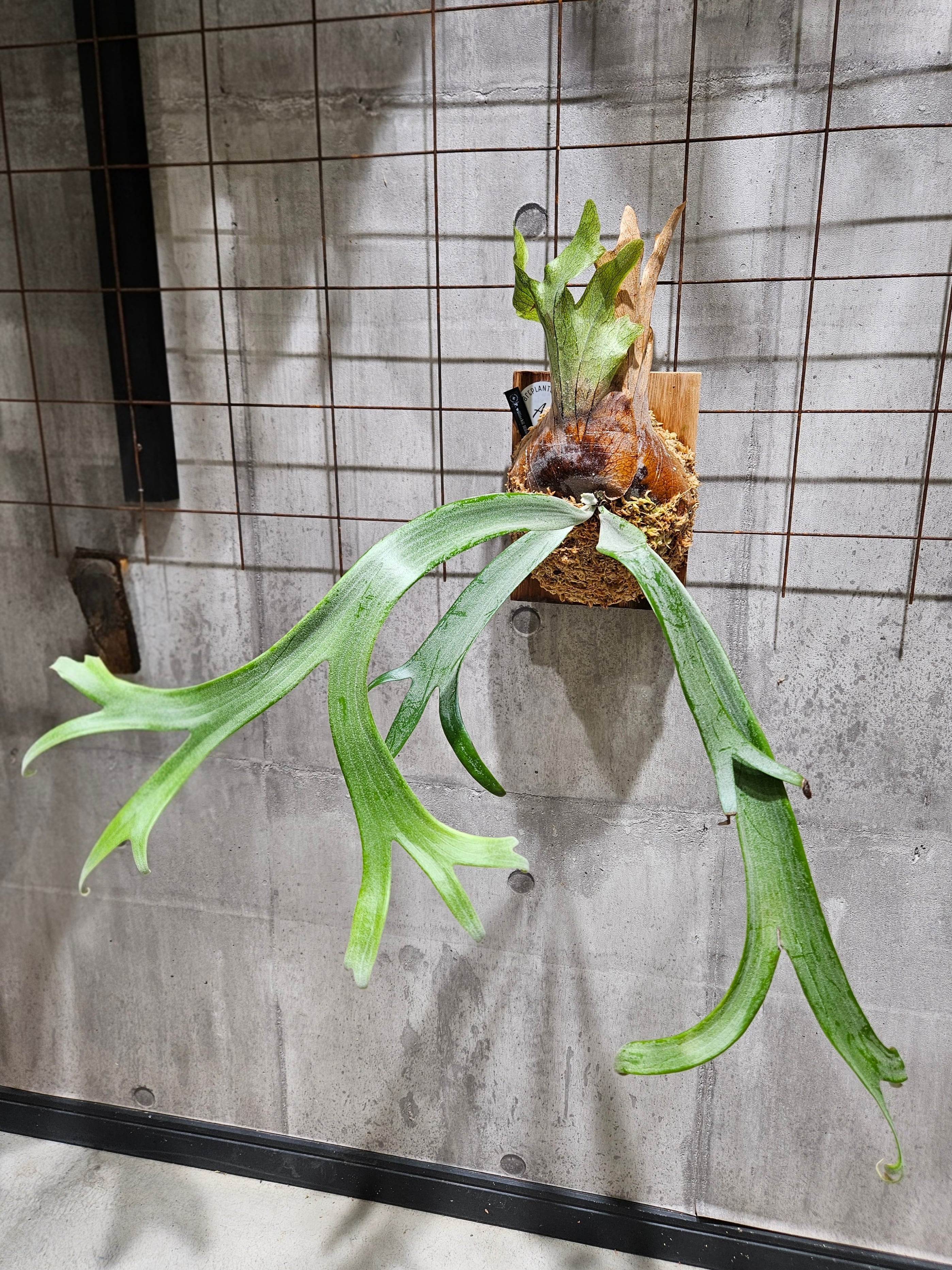 ビカクシダ p.willinckii ru27 OC P.willinckii 