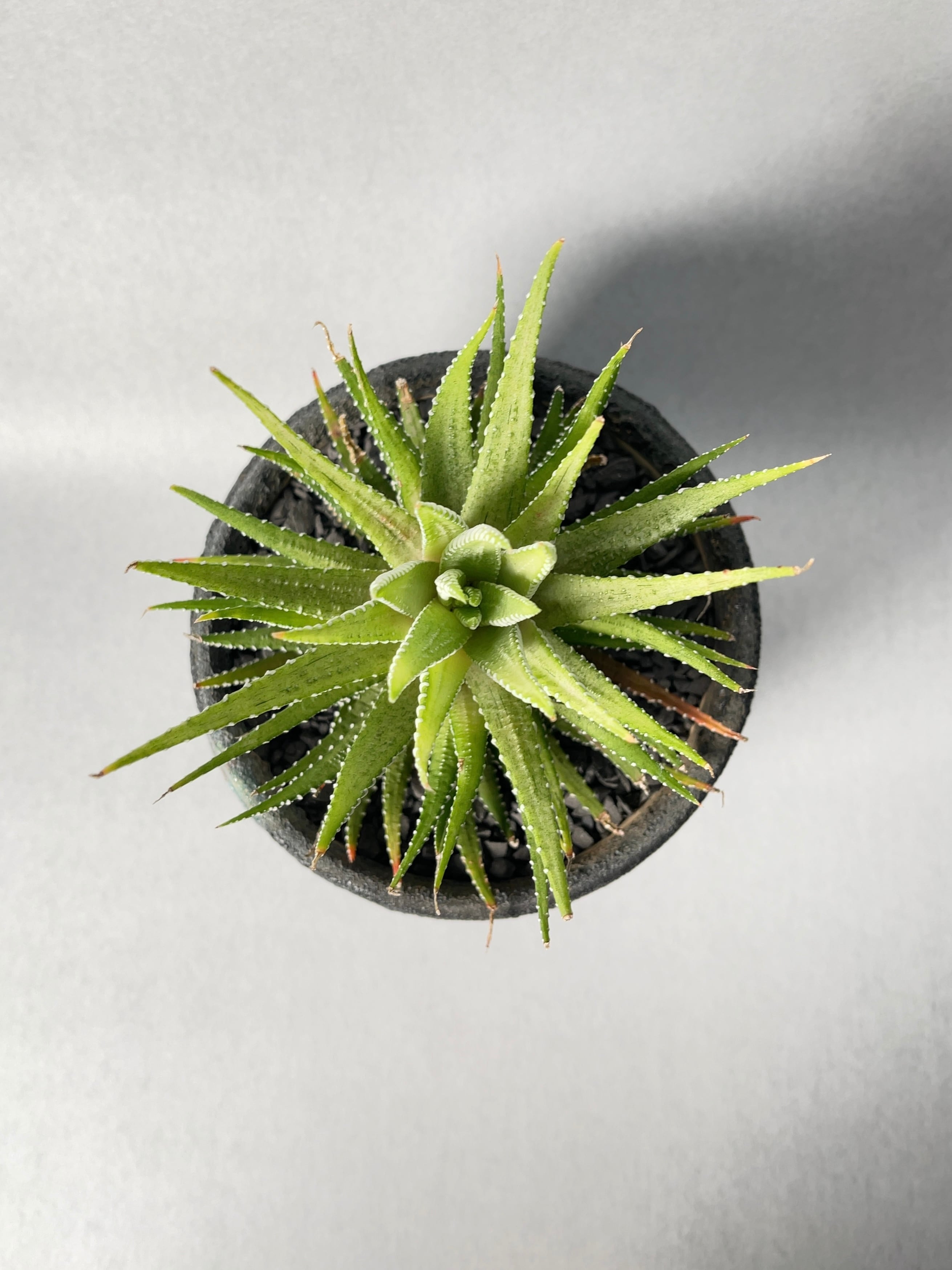 ハオルチア・白蝶 | trigger