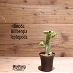 【送料無料】Billbergia leptopoda〔ビルベルギア〕現品発送B0062