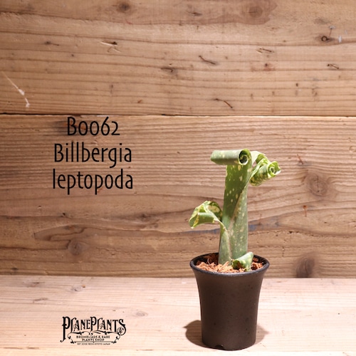 【送料無料】Billbergia leptopoda〔ビルベルギア〕現品発送B0062