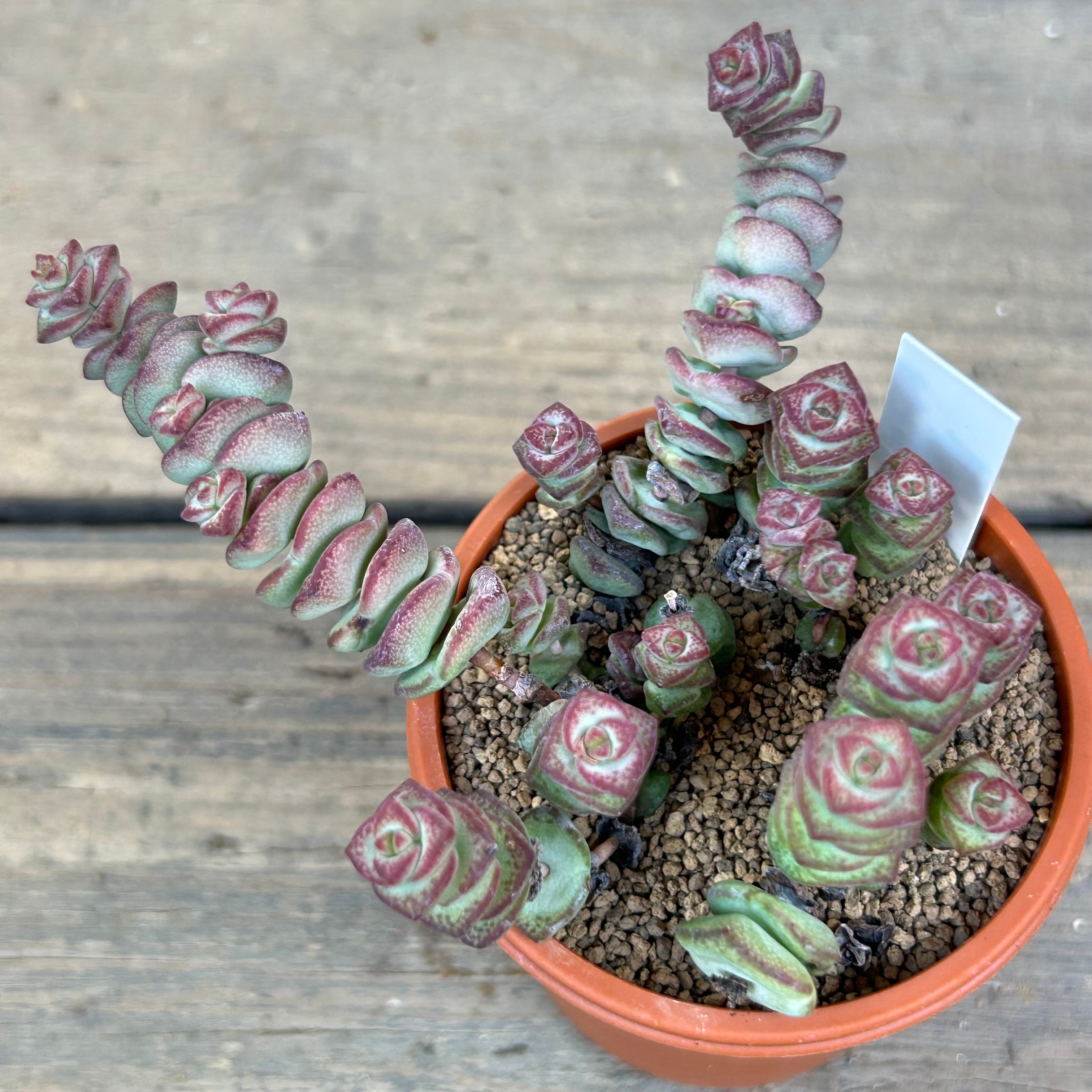 舞乙女 | RuPo 多肉植物専門店