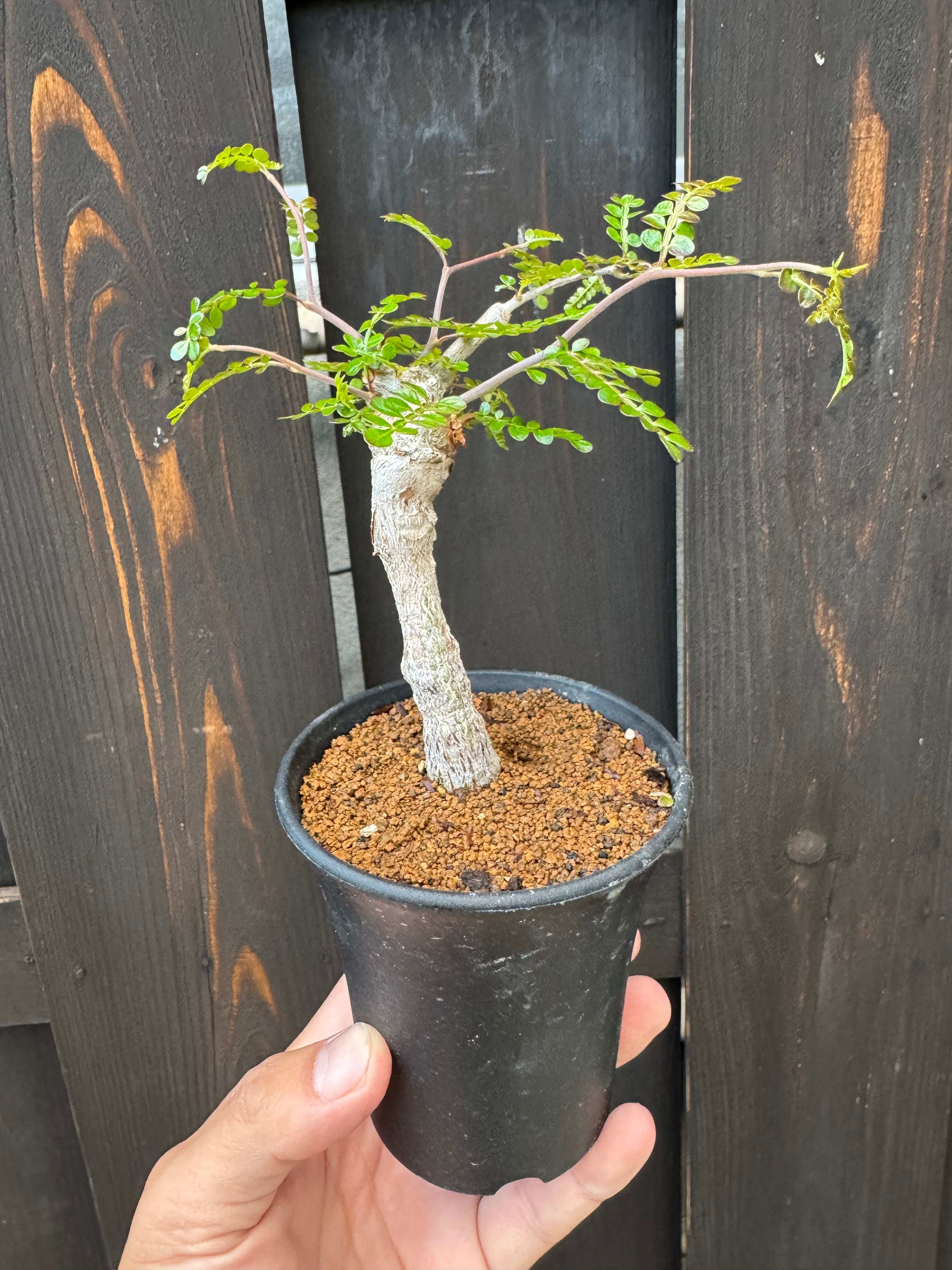 塊根植物 -caudex- | 青坊主-aobouzu-