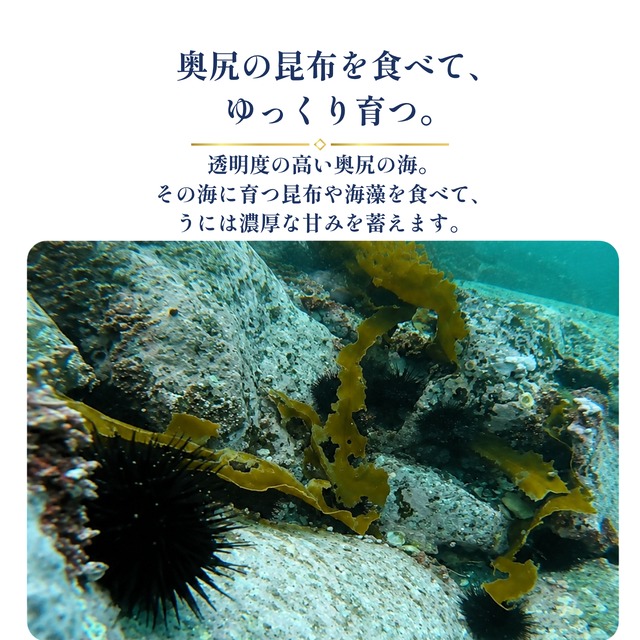 塩水生うに　70g　無添加