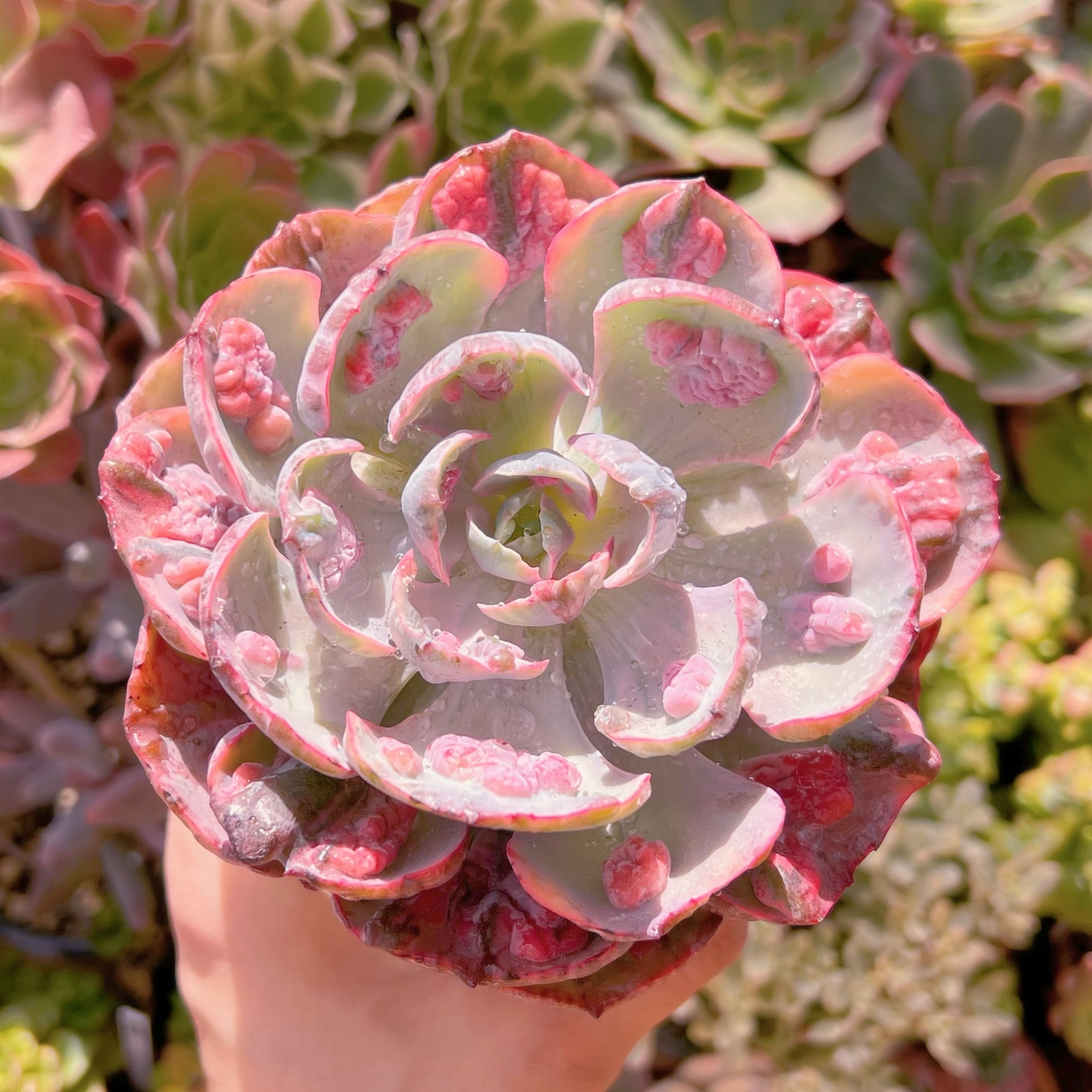 多肉植物　ビヨンセ錦(大)　新入荷　るる農園