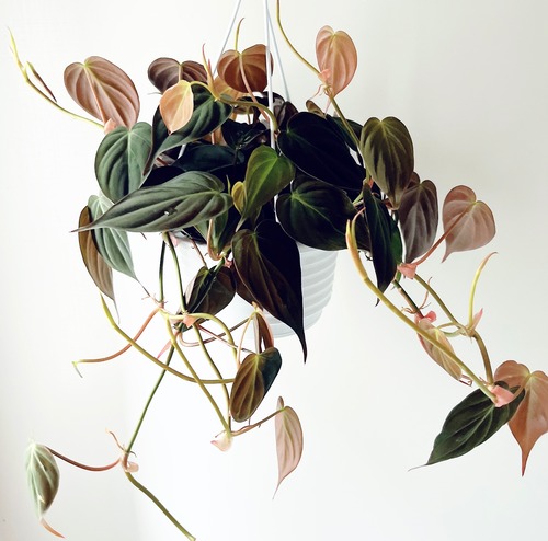 【一点のみ】フィロデンドロン ミカンス ハンギング 観葉植物 calm cafe
