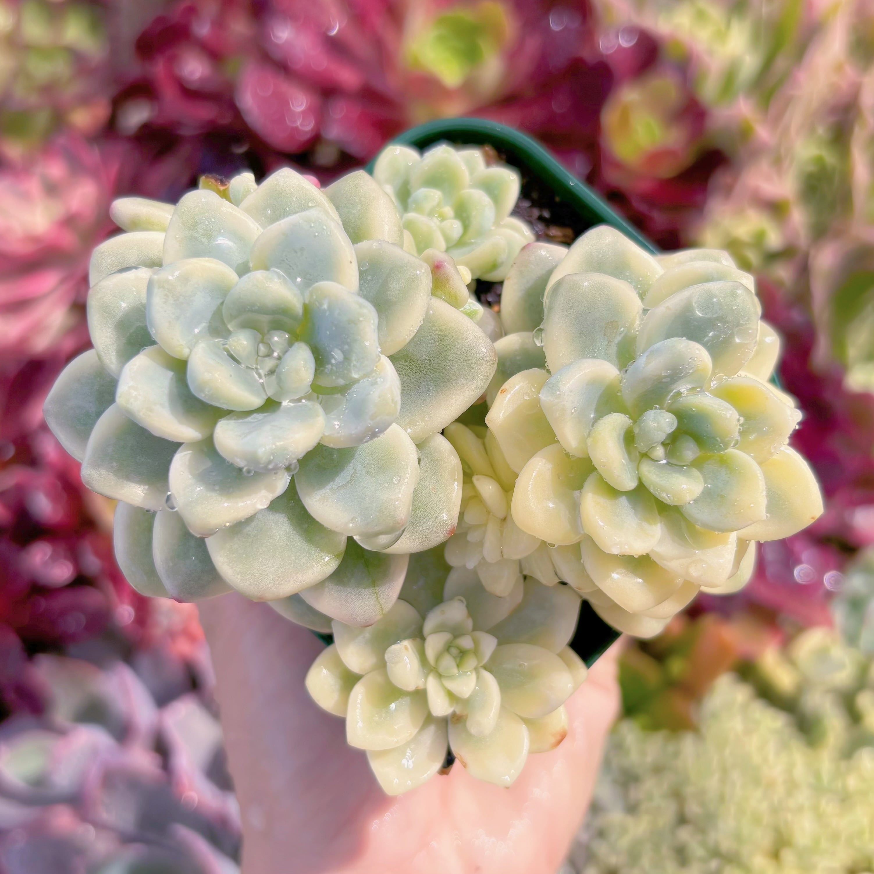 現品　ラウル錦#F006　新入荷　るる農園