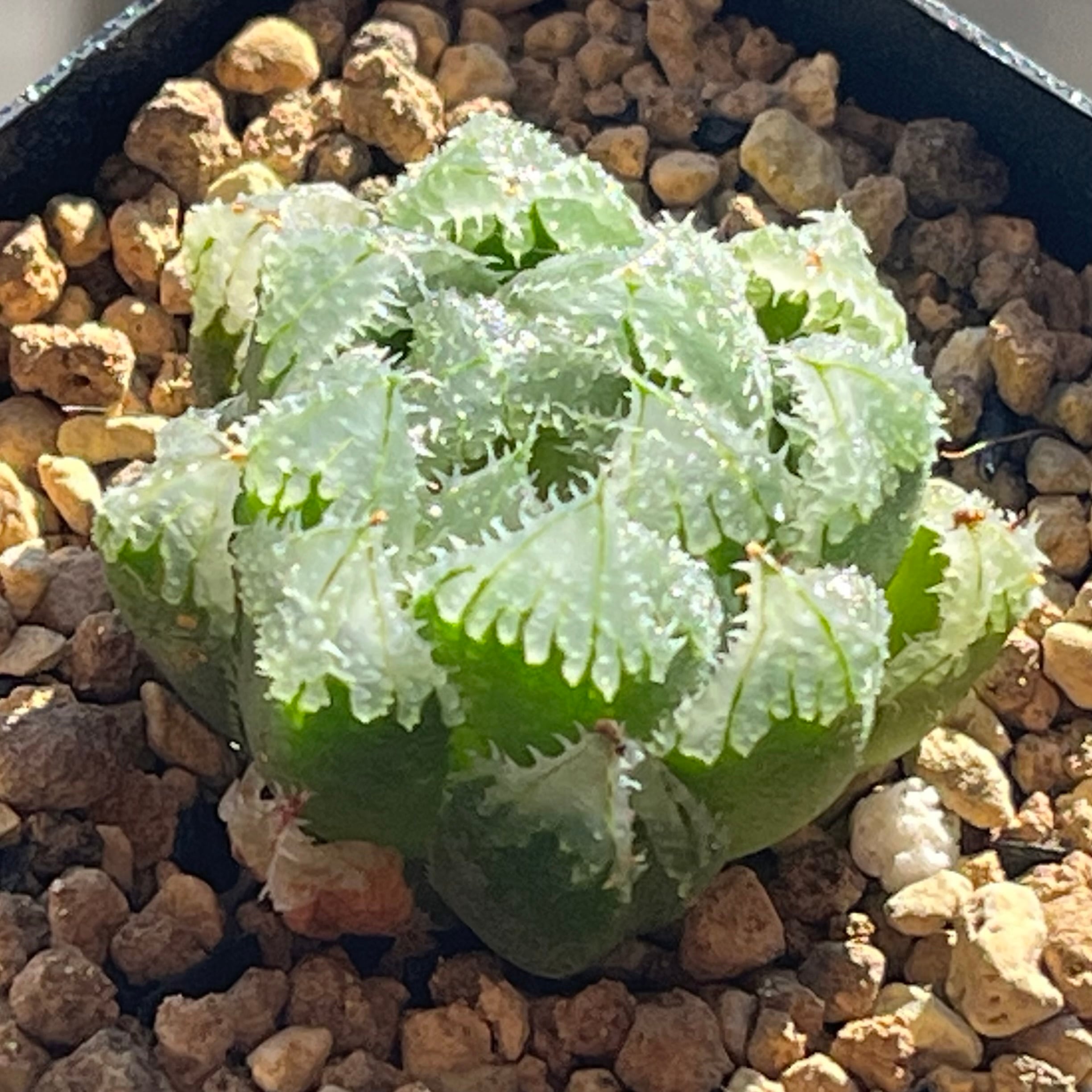 ハオルチア 花狐錦 | mocono_plants