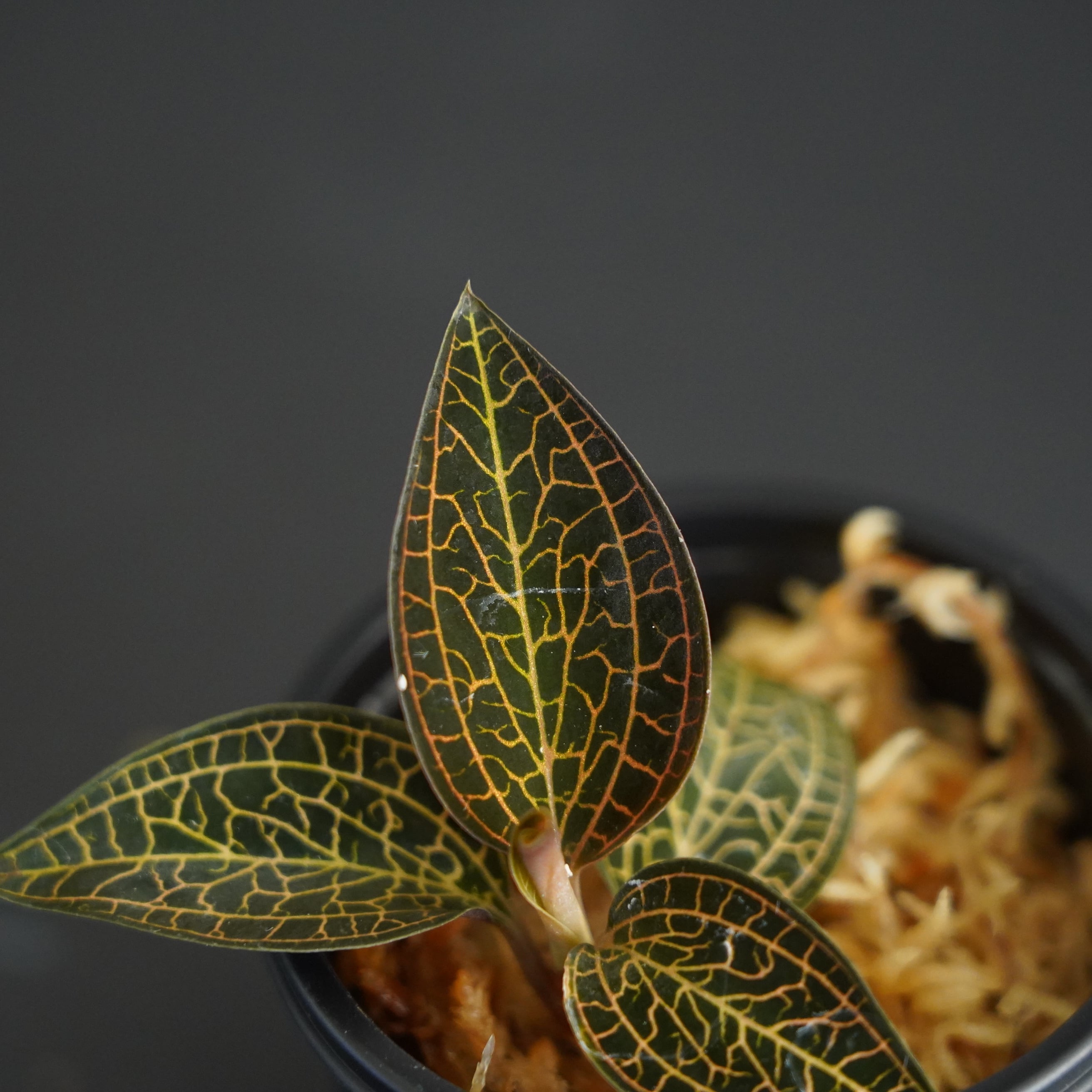 ◇現品◇ルドキルス Ludochilus【ジュエルオーキッド宝石蘭／石崎