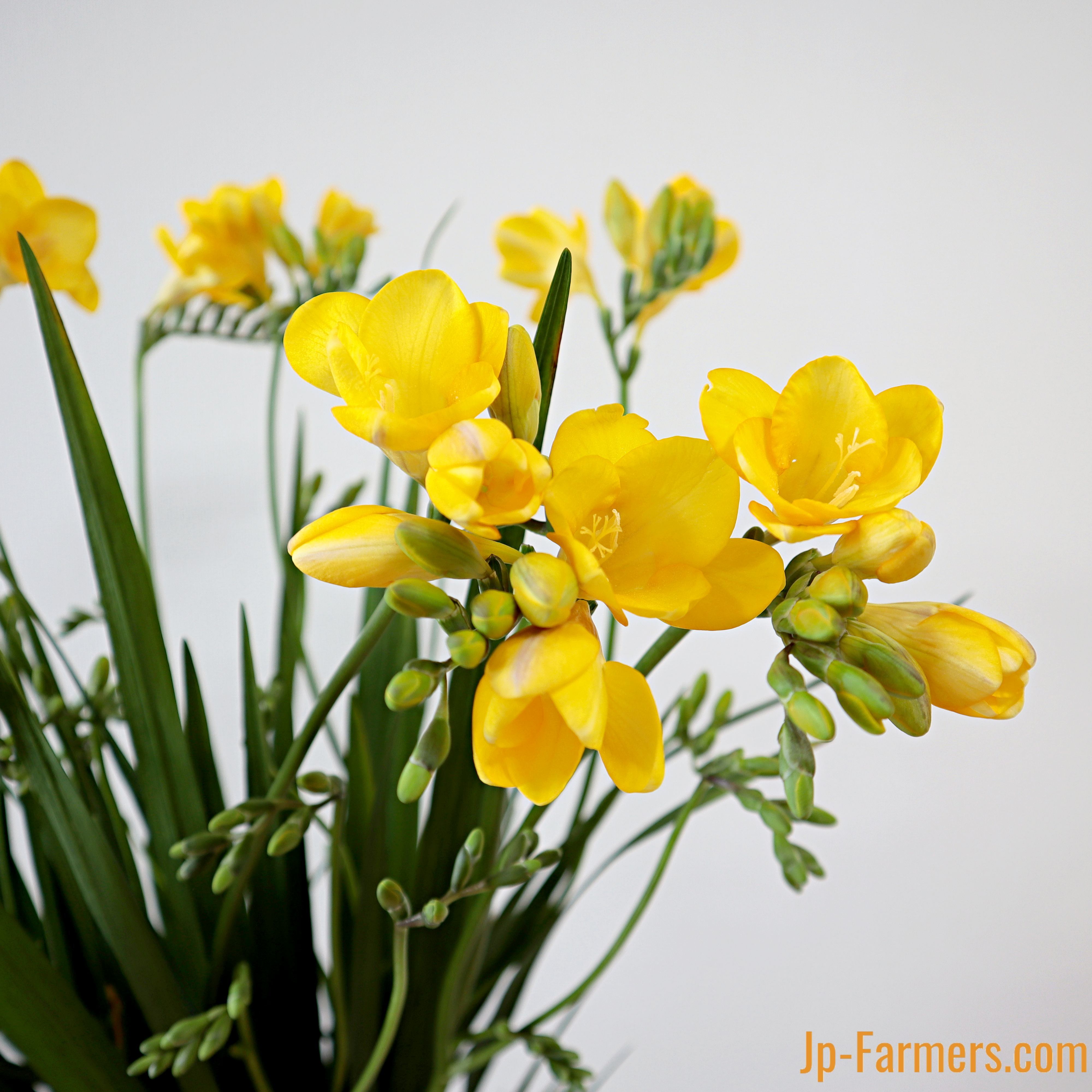 菊を飾ろう!! ピンポンマム アソート 10本 | 新鮮お花問屋 Jp-Farmers.com