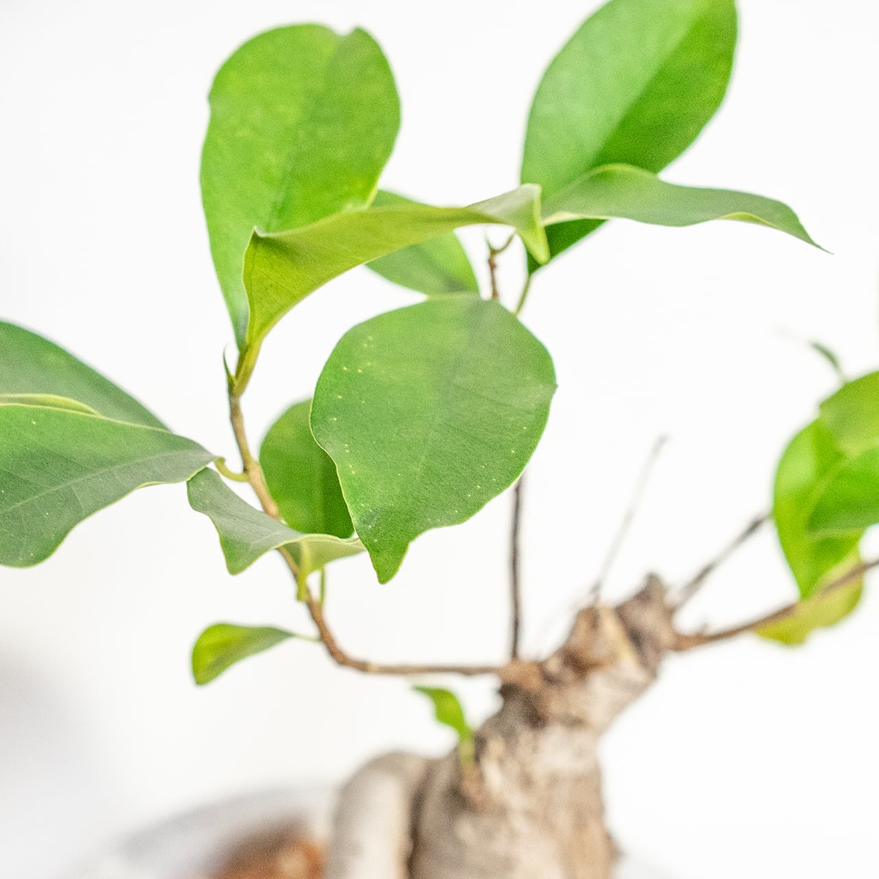 【力強く絡み合う太い根】個性的な樹形のガジュマル。植物を引き立てる無骨な手づくりモルタル鉢。根腐れを防ぐ独自配合の用土を使用|虫発生抑制/全国一律送料850円