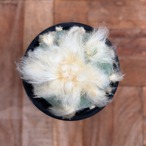 Lophophora diffusa【ロフォフォラ・デフューサ・NM01】