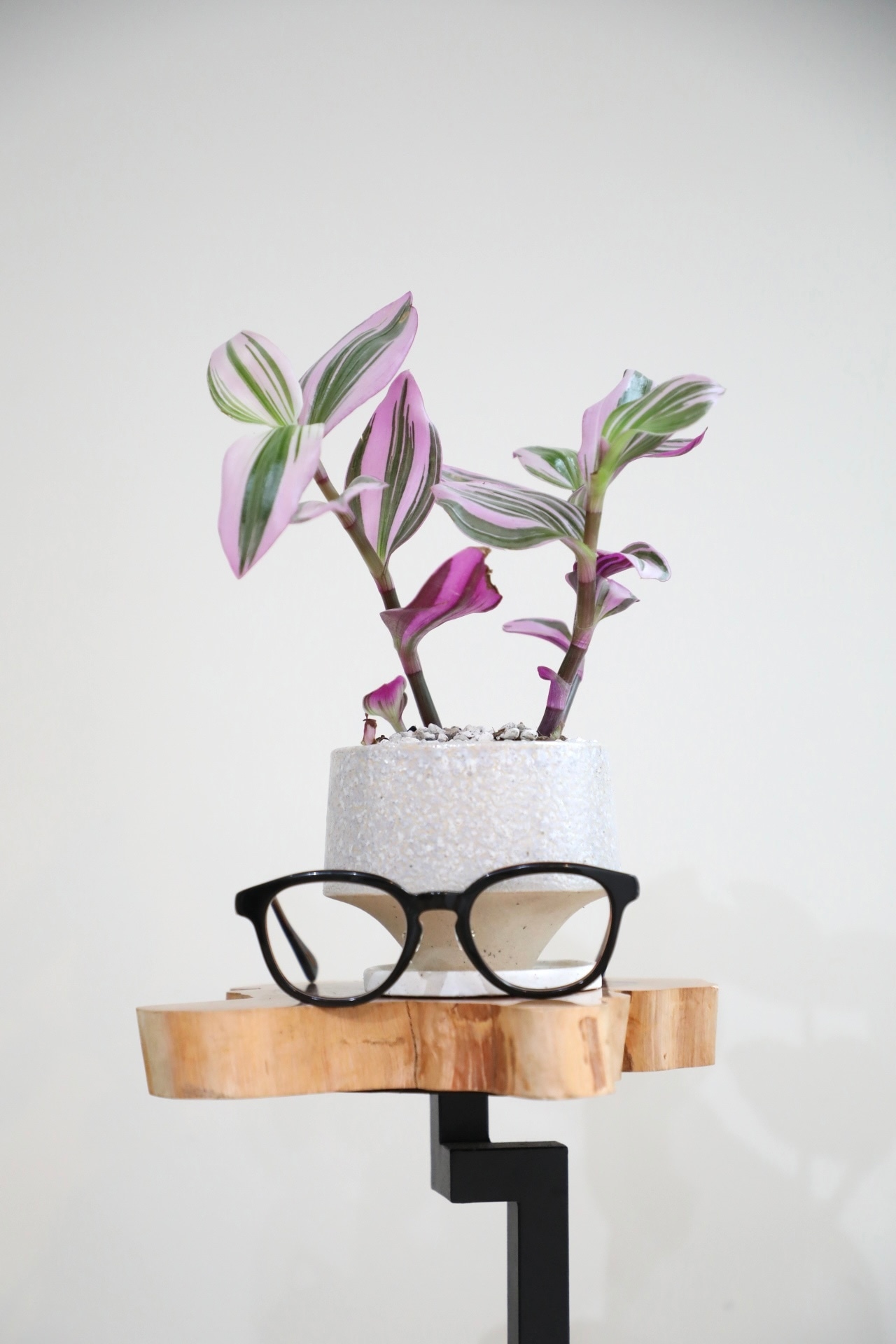 【S】トラディスカンティア ラベンダー/ ※陶器鉢付き