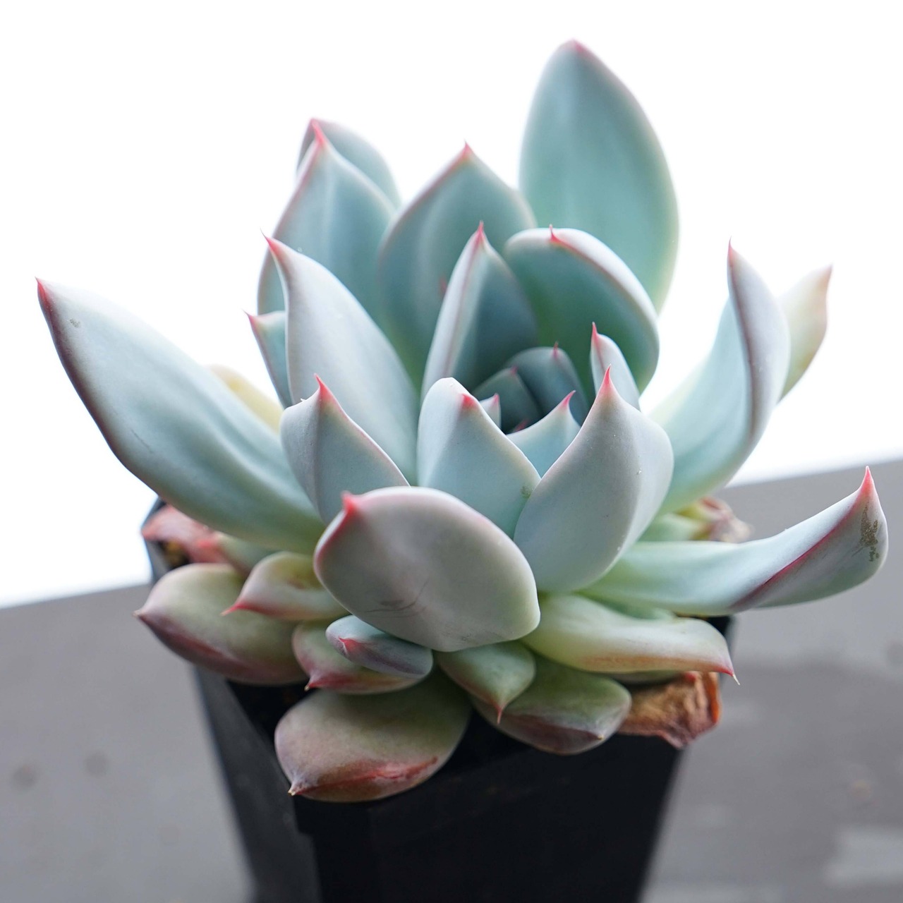 カット苗 グレイシャー Echeveria 'Glacier'