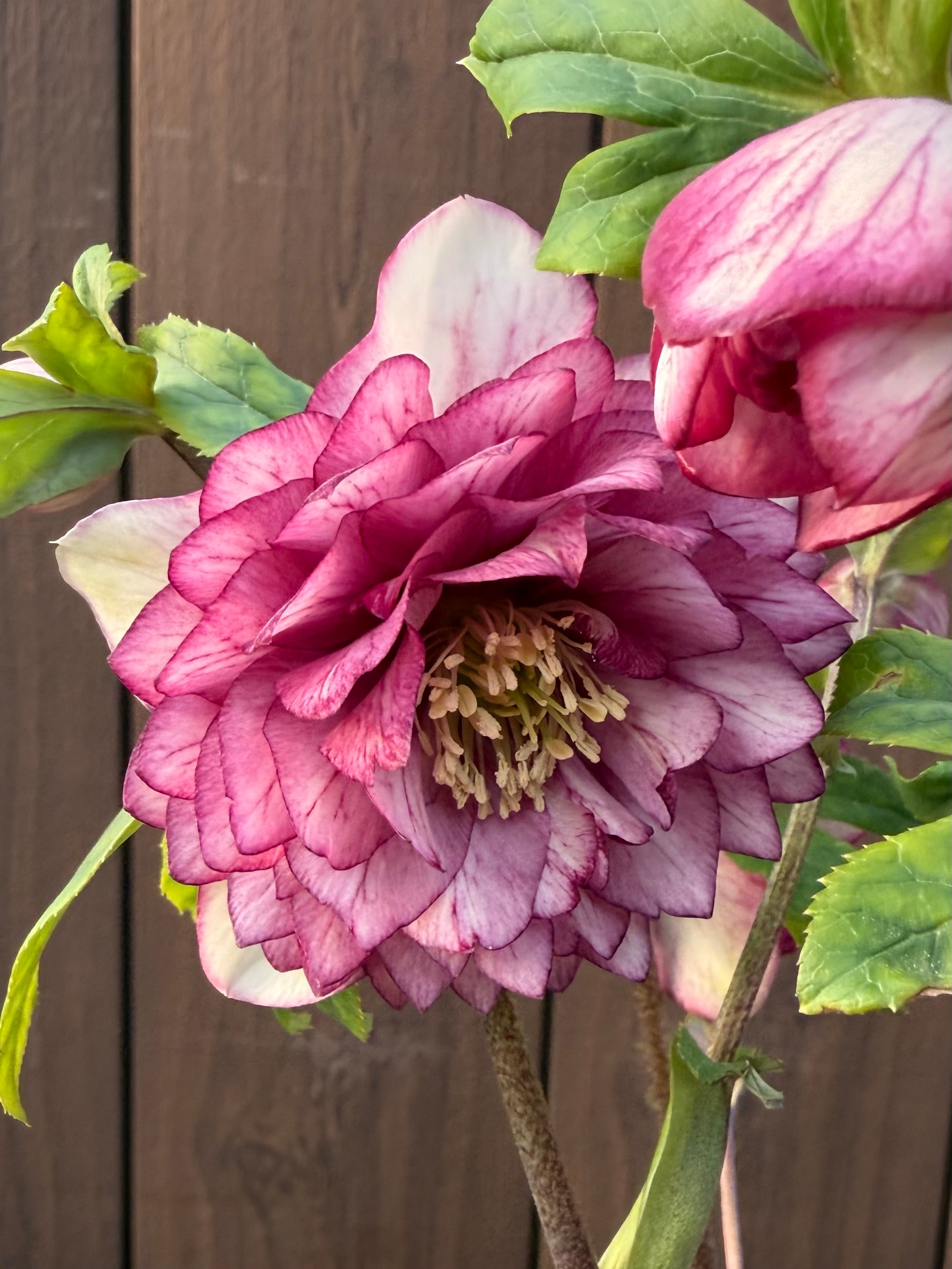 アフロディーテプリマヴェーラ 加藤農園 クリスマスローズ【Ka107