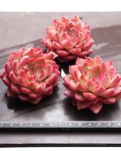 カット苗 ミスメッシールーム 【日本初上陸？！】 Echeveria 'Miss Messy Room'